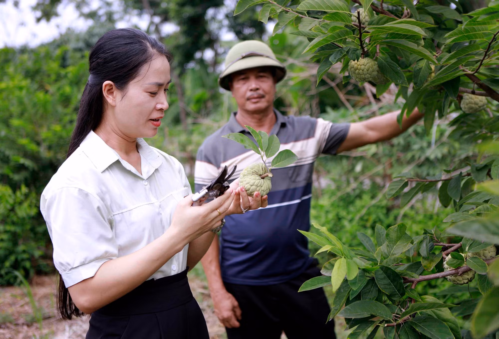 Những vườn na xanh mướt dưới chân dãy Tam Đảo là điểm đến hấp dẫn của du khách mỗi mùa quả chín.
