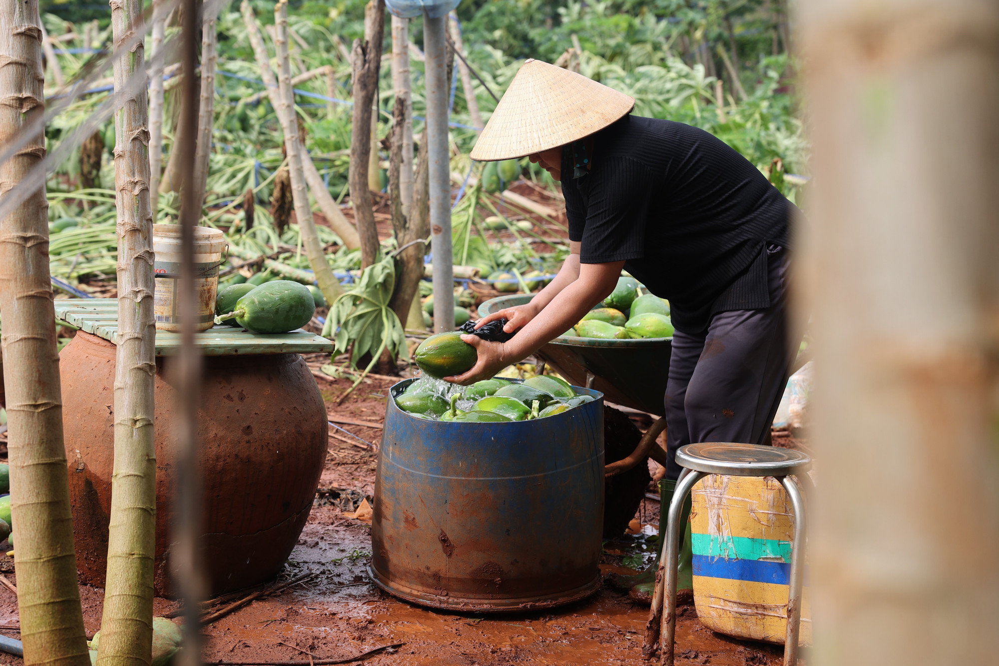 Bà Dương Thị Thảo Lệ, ngụ ấp Tây, xã Long Phước, thành phố Bà Rịa, thu gom những trái đu đủ về cho lợn ăn sau khi vườn đu đủ bị gãy đổ hàng loạt. Bà Dương Thị Thảo Lệ, ngụ ấp Tây, xã Long Phước, thành phố Bà Rịa, thu gom những trái đu đủ về cho lợn ăn sau khi vườn đu đủ bị gãy đổ hàng loạt.