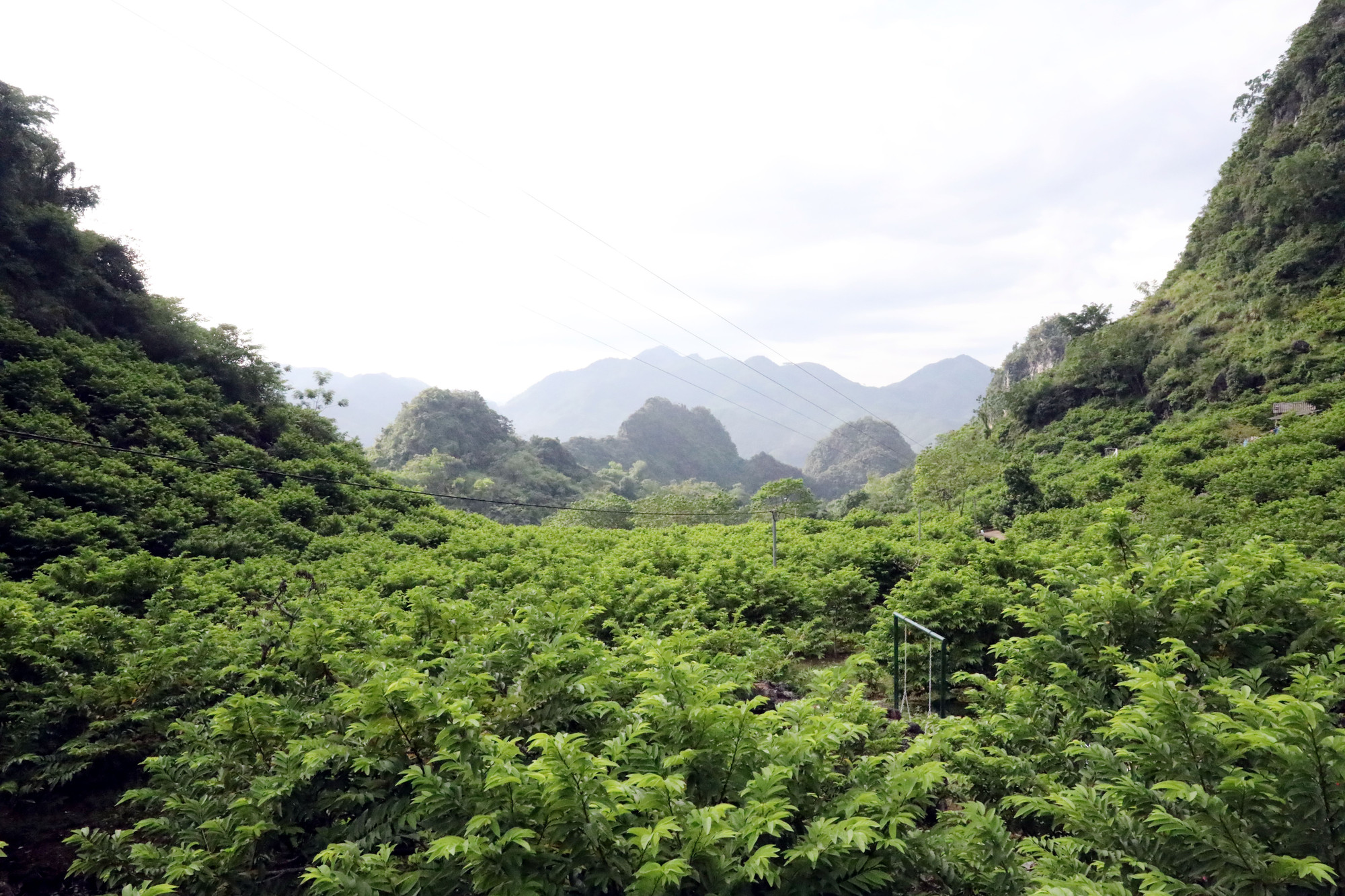 Diện tích trồng na tại xã Chi Lăng (Lạng Sơn). na2-14925.jpg