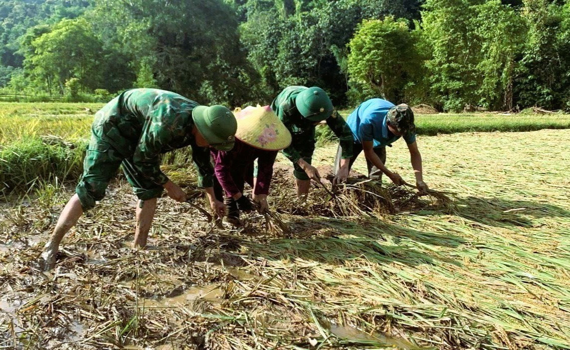 Lực lượng biên phòng Đồn Biên phòng Nhôn Mai (Bộ đội biên phòng Nghệ An) giúp dân xã Nhôn Mai (huyện Tương Dương) gặt lúa trên những diện tích bị nước lũ tràn qua. Ảnh: TTXVN phát nghe-an1-4625.jpg