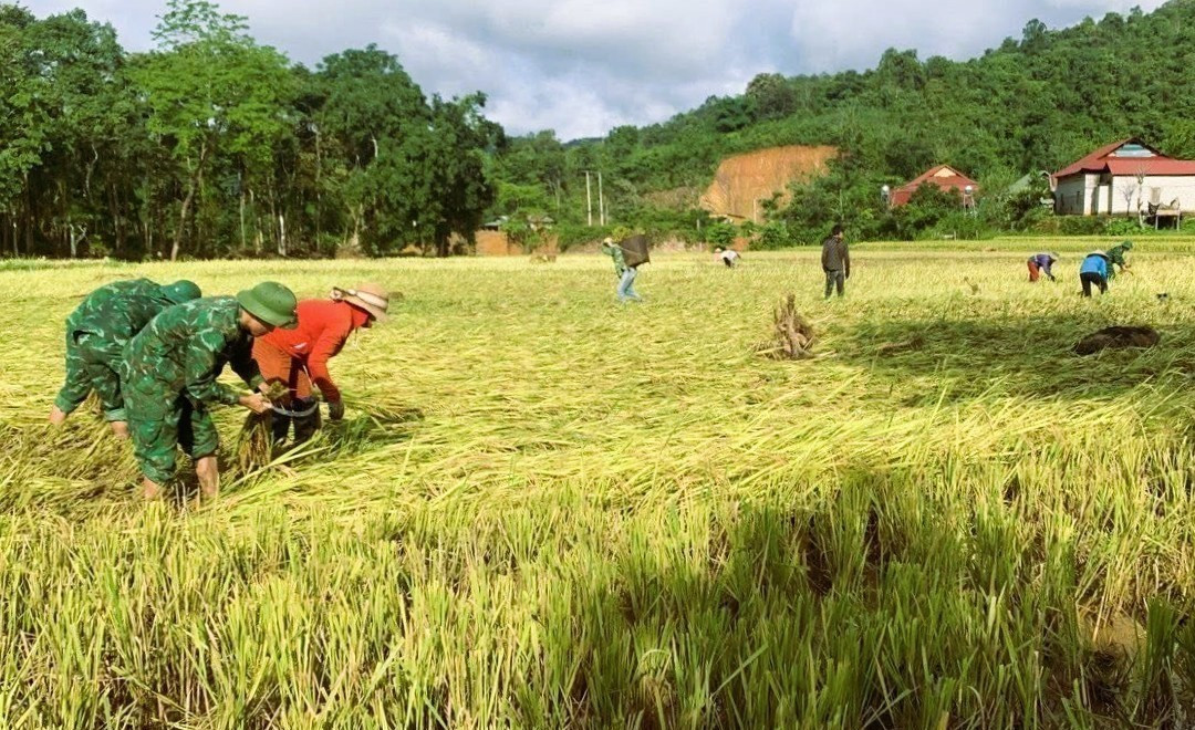 Lực lượng biên phòng hỗ trợ người dân thu hoạch lúa tại những vùng chịu ảnh hưởng nặng nề của mưa lũ ở Nghệ An. Ảnh: TTXVN phát nghe-an3-4625.jpg