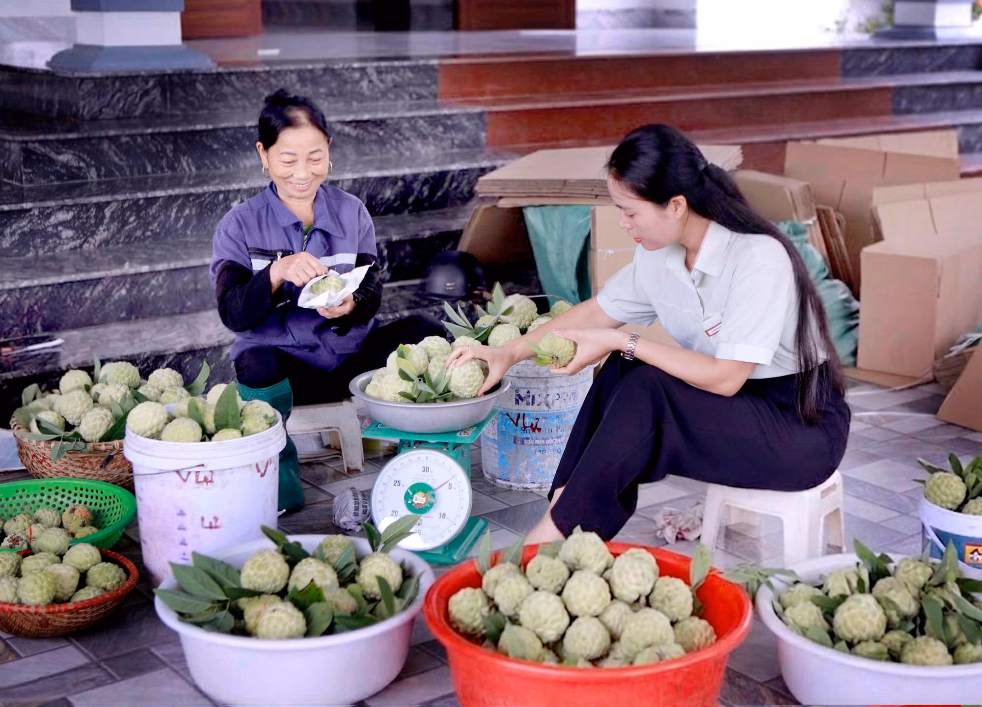 Khách hàng lựa chọn mua na Bồ Lý tại nhà vườn ngay sau khi thu hoạch.