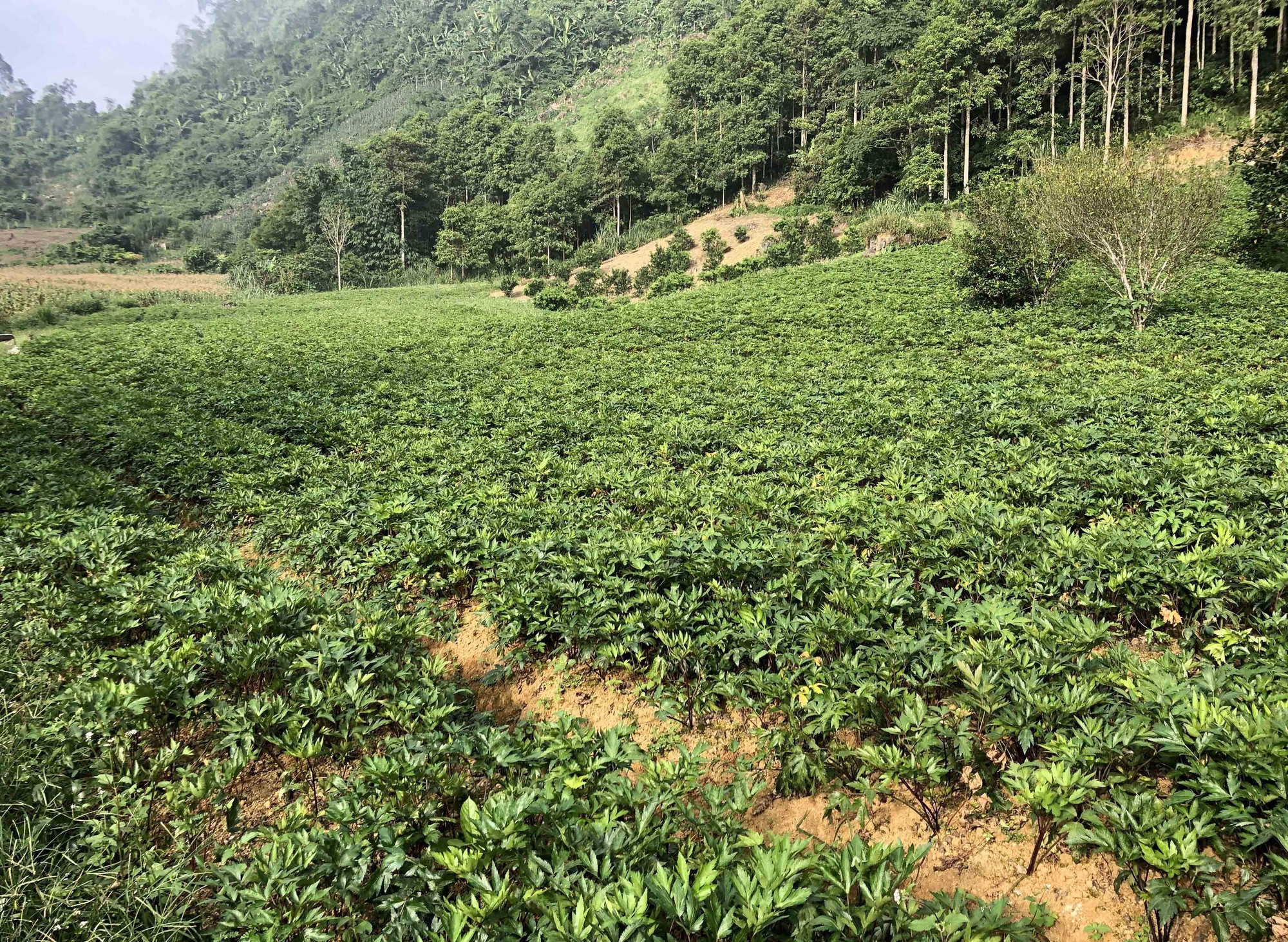 Dự án liên kết trồng cây đương quy giữa các hộ dân với Hợp tác xã dược liệu Lũng Lô tại xã Thượng Bằng La, huyện Văn Chấn, tỉnh Yên Bái. Ảnh: Tiến Khánh/TTXVN Dự án liên kết trồng cây đương quy giữa các hộ dân với Hợp tác xã dược liệu Lũng Lô tại xã Thượng Bằng La, huyện Văn Chấn, tỉnh Yên Bái. Ảnh: Tiến Khánh/TTXVN