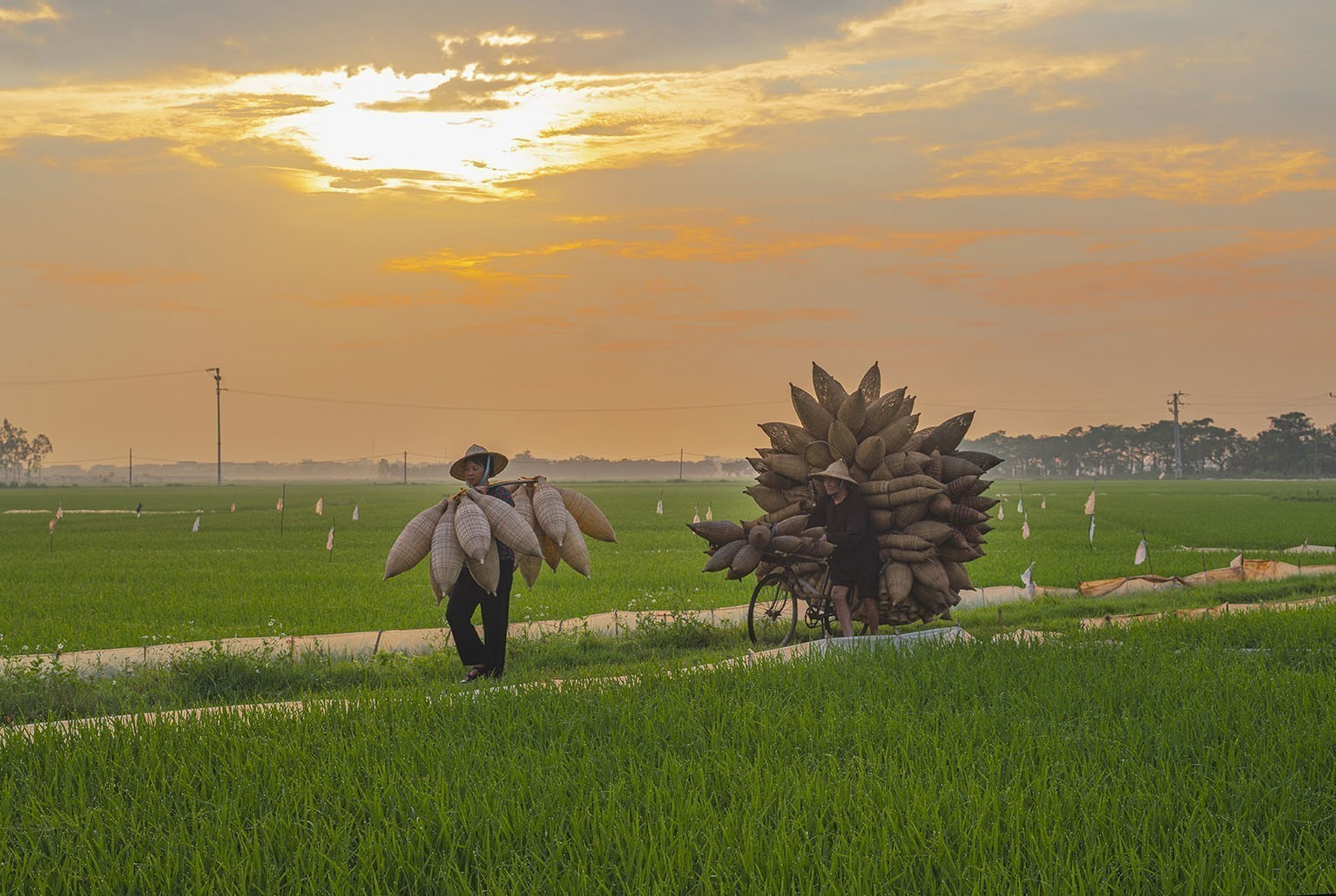 Hình ảnh những chiếc đó cùng với người nông dân đi qua cánh đồng lúa đã tạo nên bức tranh làng quê Thủ Sỹ bình yên và đậm đà nét văn hóa vùng đồng bằng Bắc Bộ. dan1-2625.jpg