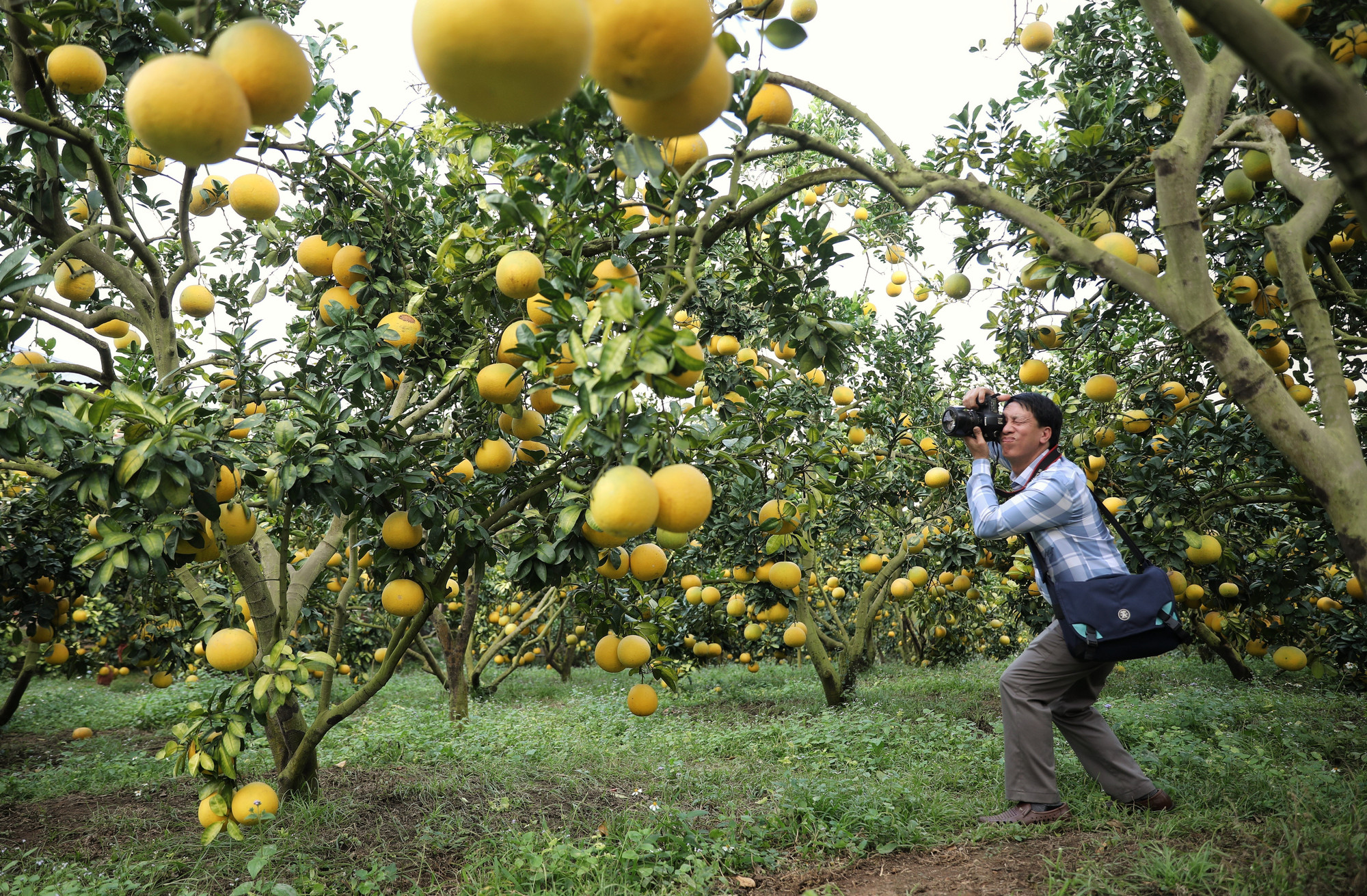 Các nhiếp ảnh gia tác nghiệp tại vùng cây ăn quả Phường Chũ, Phượng Sơn, Xã Lục Ngạn, Lục Sơn (Bắc Ninh).