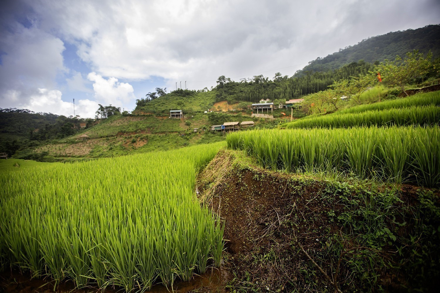 Những vạt lúa trên thửa ruộng bậc thang tại xóm Mừng. Những vạt lúa trên thửa ruộng bậc thang tại xóm Mừng.