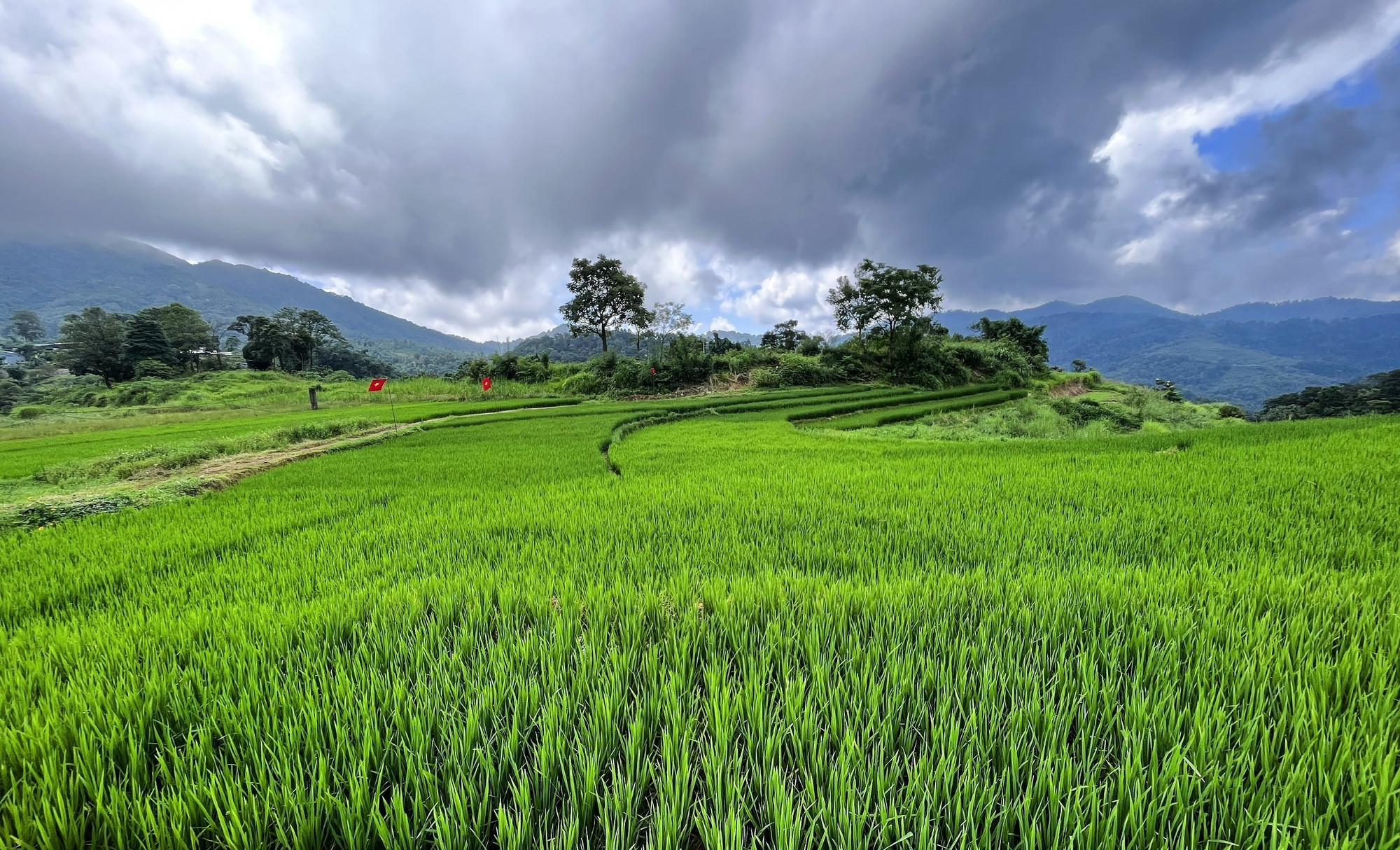Những thửa ruộng bậc thang tại xóm Mừng, xã Cao Phong (Phú Thọ). Những thửa ruộng bậc thang tại xóm Mừng, xã Cao Phong (Phú Thọ).