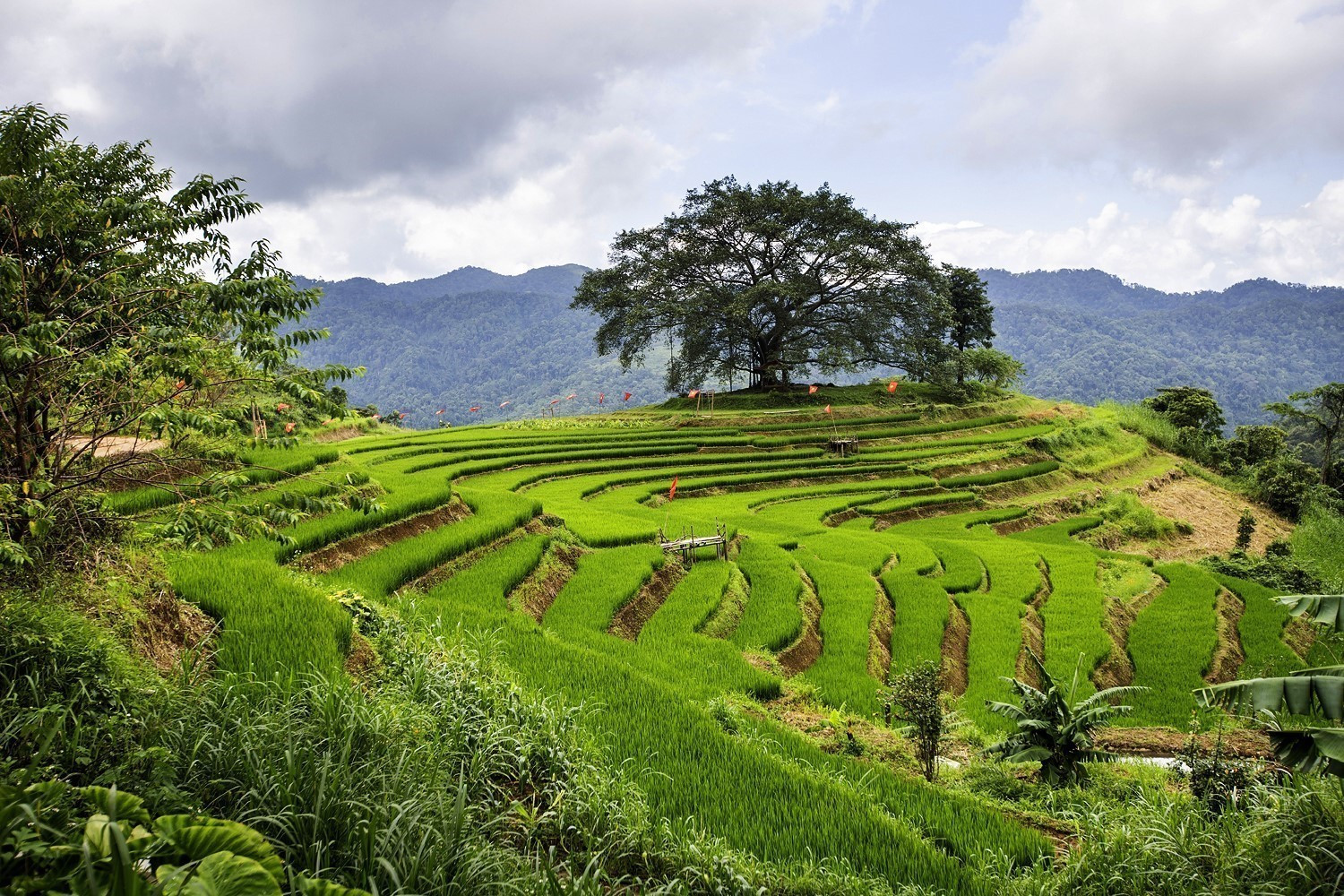 Điểm check-in cây Đa và ruộng bậc thang tại xóm Mừng, xã Cao Phong (Phú Thọ). Điểm check-in cây Đa và ruộng bậc thang tại xóm Mừng, xã Cao Phong (Phú Thọ).