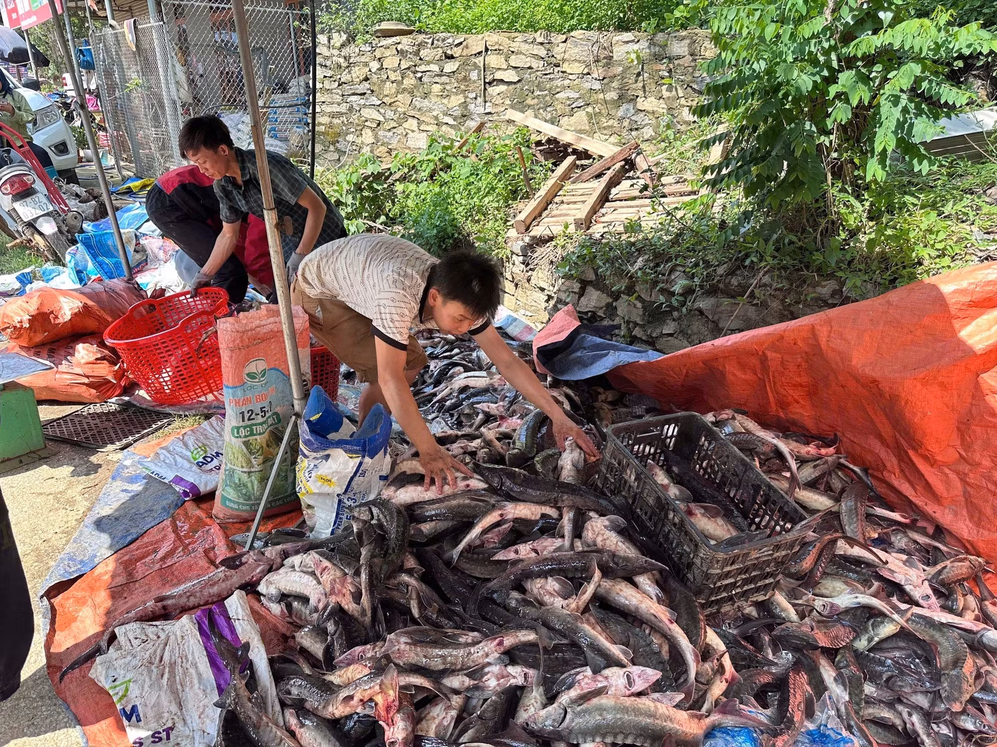 Tại xã Chu Hương và ở Phiêng Phàng xã Yến Dương bị vỡ ao cá gây thiệt hại 03 tấn cá, người dân thu gom cá còn sót lại đem bán giá rẻ.
