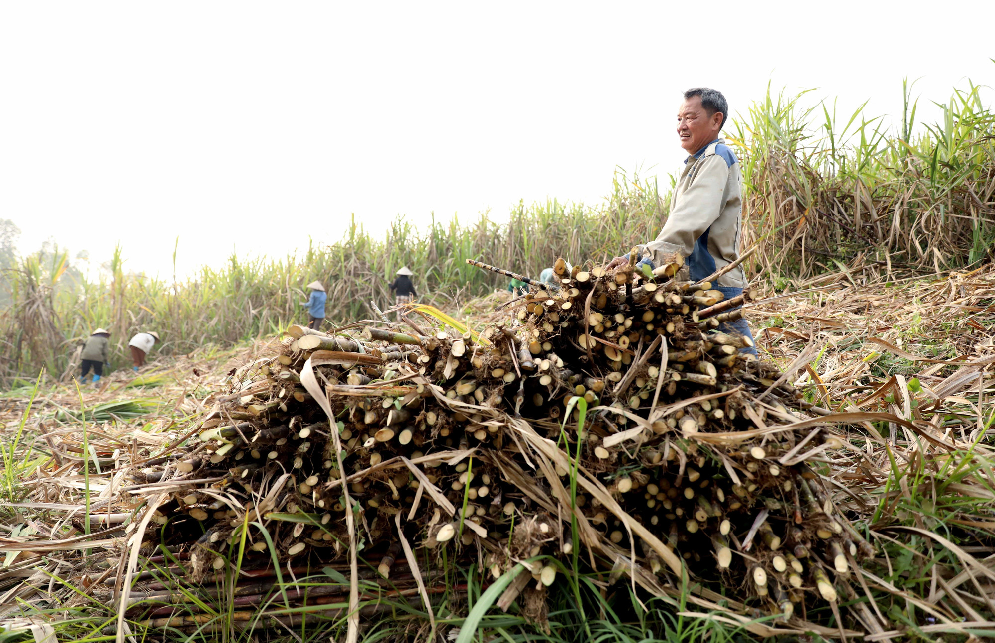 Trừ hết chi phí, người trồng mía ở Tuyên Quang thu lãi bình quân từ 40 - 50 triệu đồng/ha.