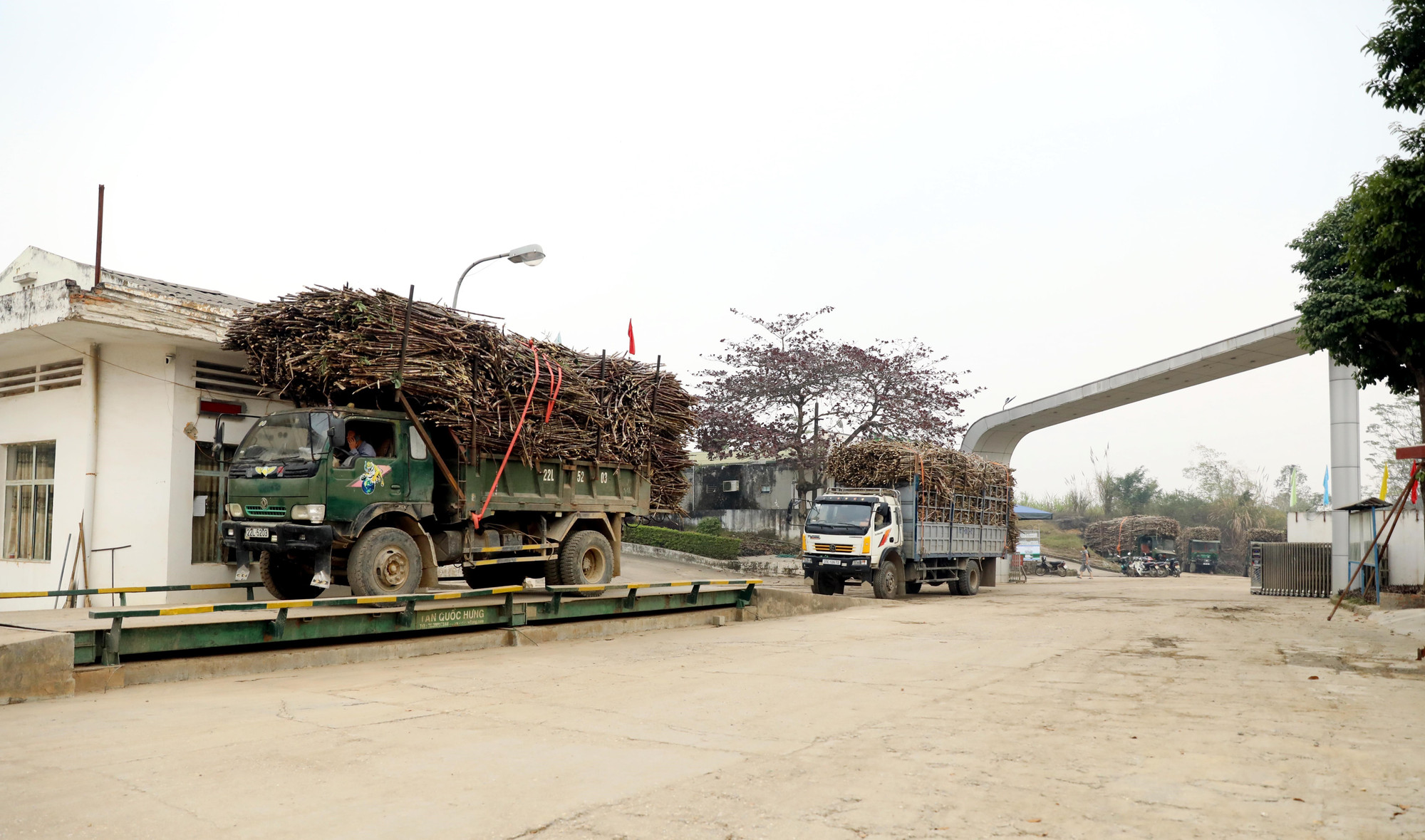 Công ty cổ phần Mía đường Sơn Dương (Tuyên Quang) thu mua mía nguyên liệu cho người dân.