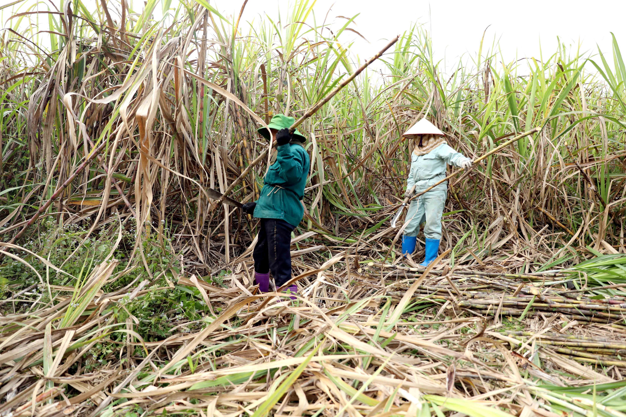 Người dân xã Phú Lương, tỉnh Tuyên Quang, thu hoạch mía.
