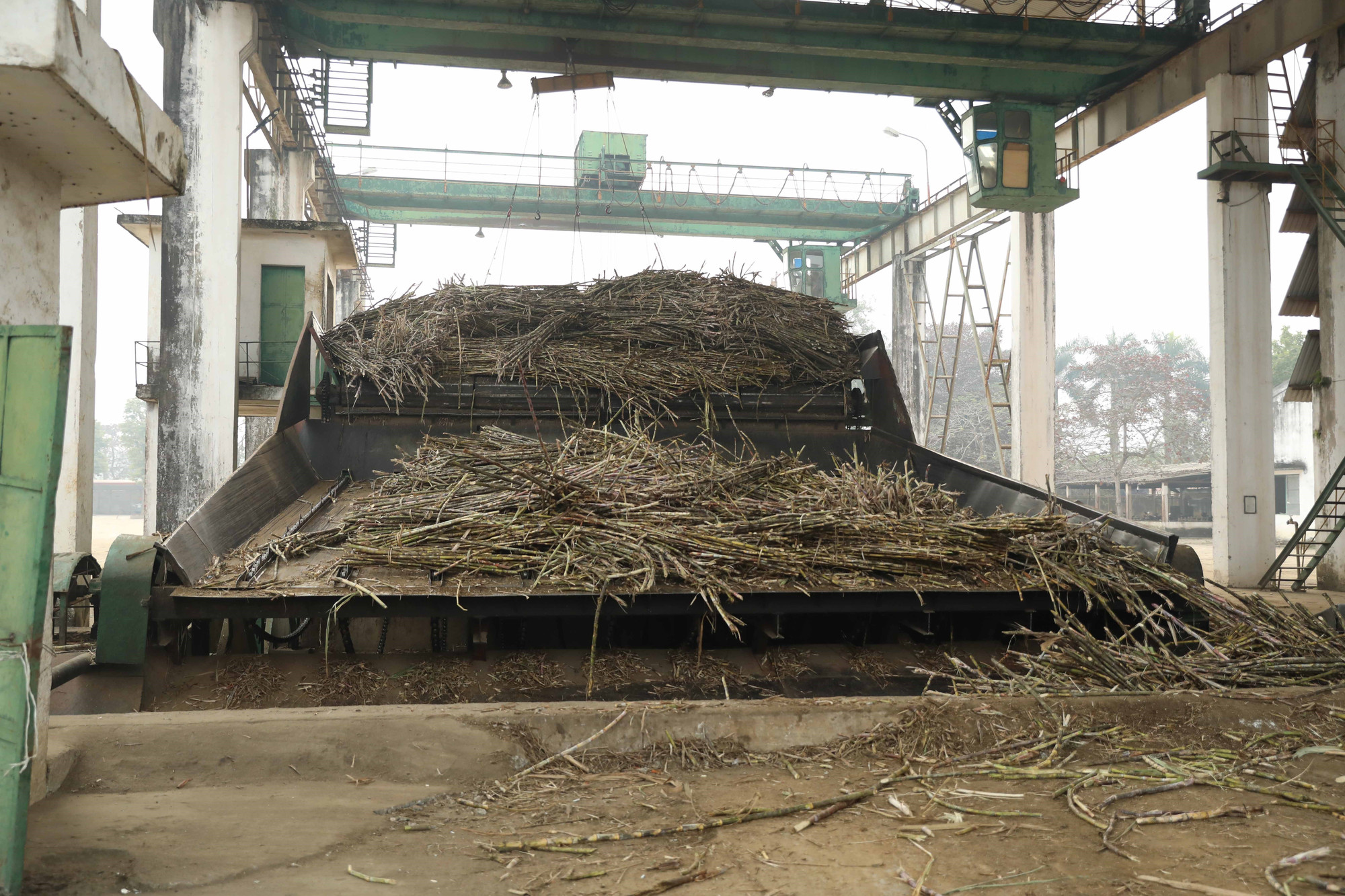 Mỗi ngày, Công ty cổ phần Mía đường Sơn Dương (Tuyên Quang) có thể ép được 2.000 tấn mía nguyên liệu.