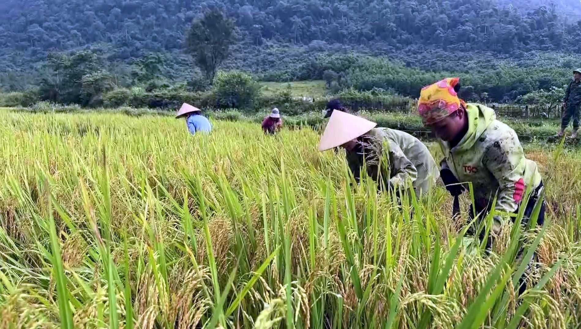 Đồng bào Rục tại xã Kim Phú (Quảng Trị) thu hoạch lúa.