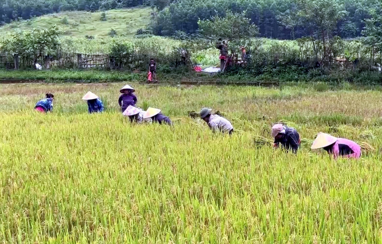 Đồng bào Rục tại xã Kim Phú (Quảng Trị) thu hoạch lúa.