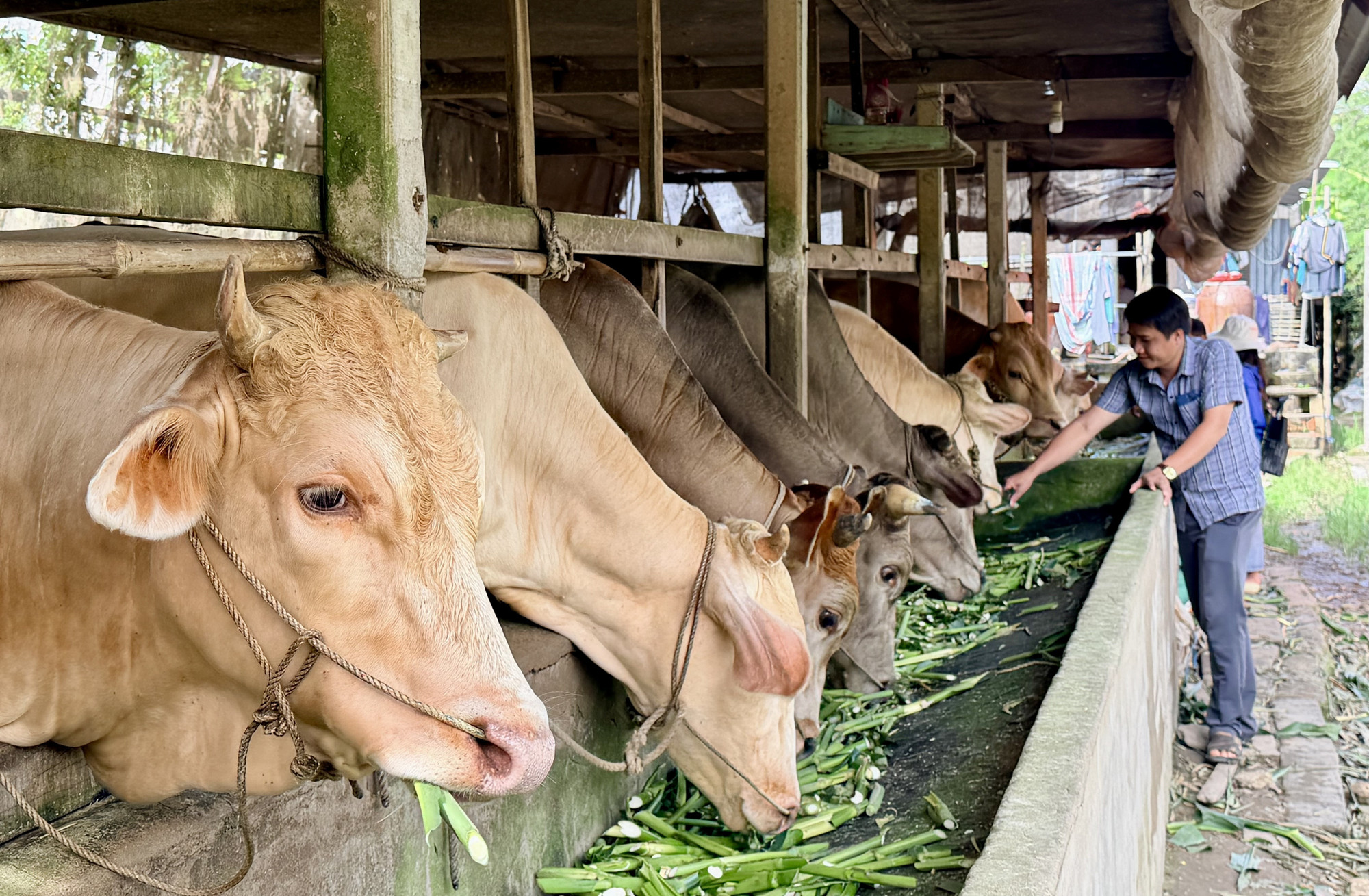 Đàn bò thịt được nuôi trong chuồng trại kiên cố, đảm bảo vệ sinh.