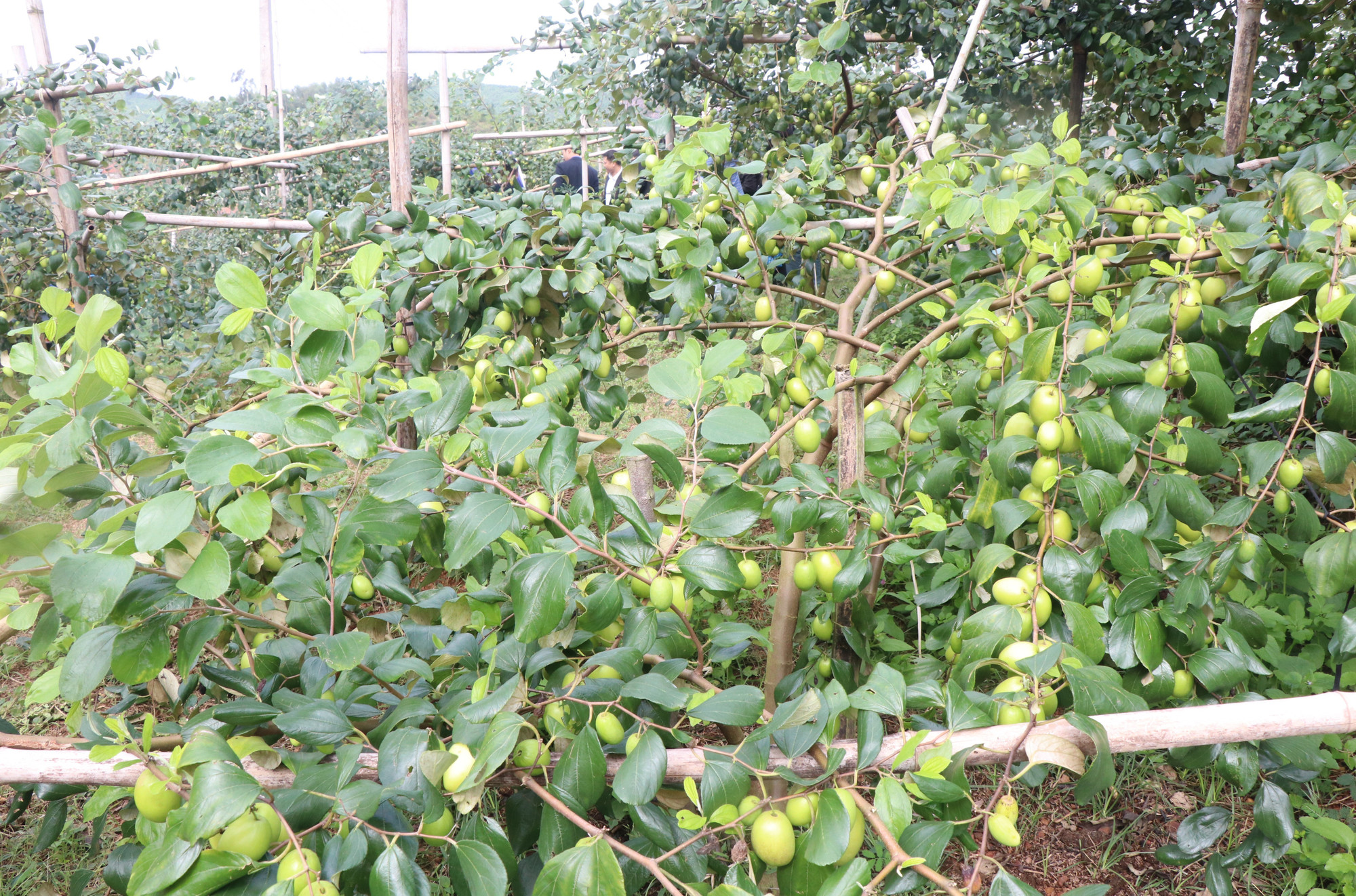 Táo Đại Sơn có đặc tính quả to, giòn, ngọt mang lại giá trị kinh tế cao.