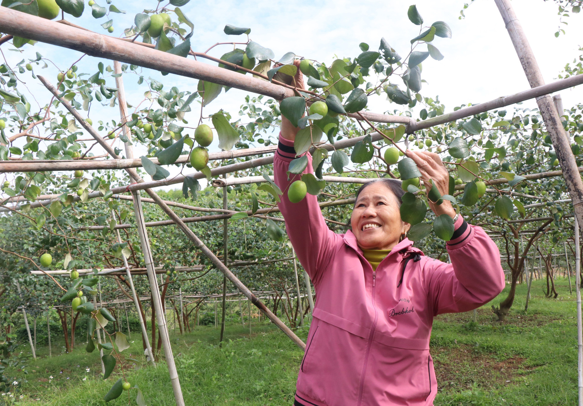 Người dân xã Đại Sơn chăm sóc táo.