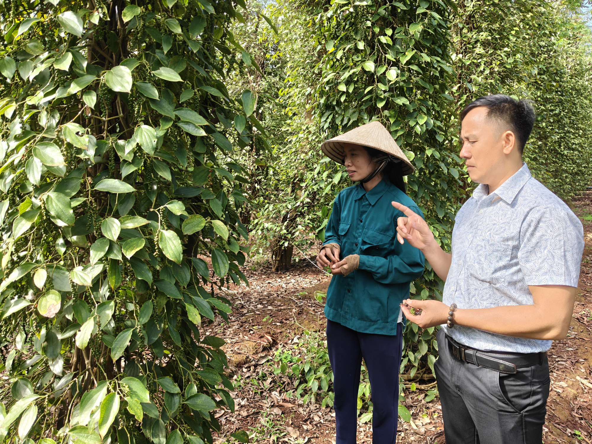 Hội Nông dân xã Lộc Quang thăm mô hình trồng tiêu hữu cơ trên địa bàn.