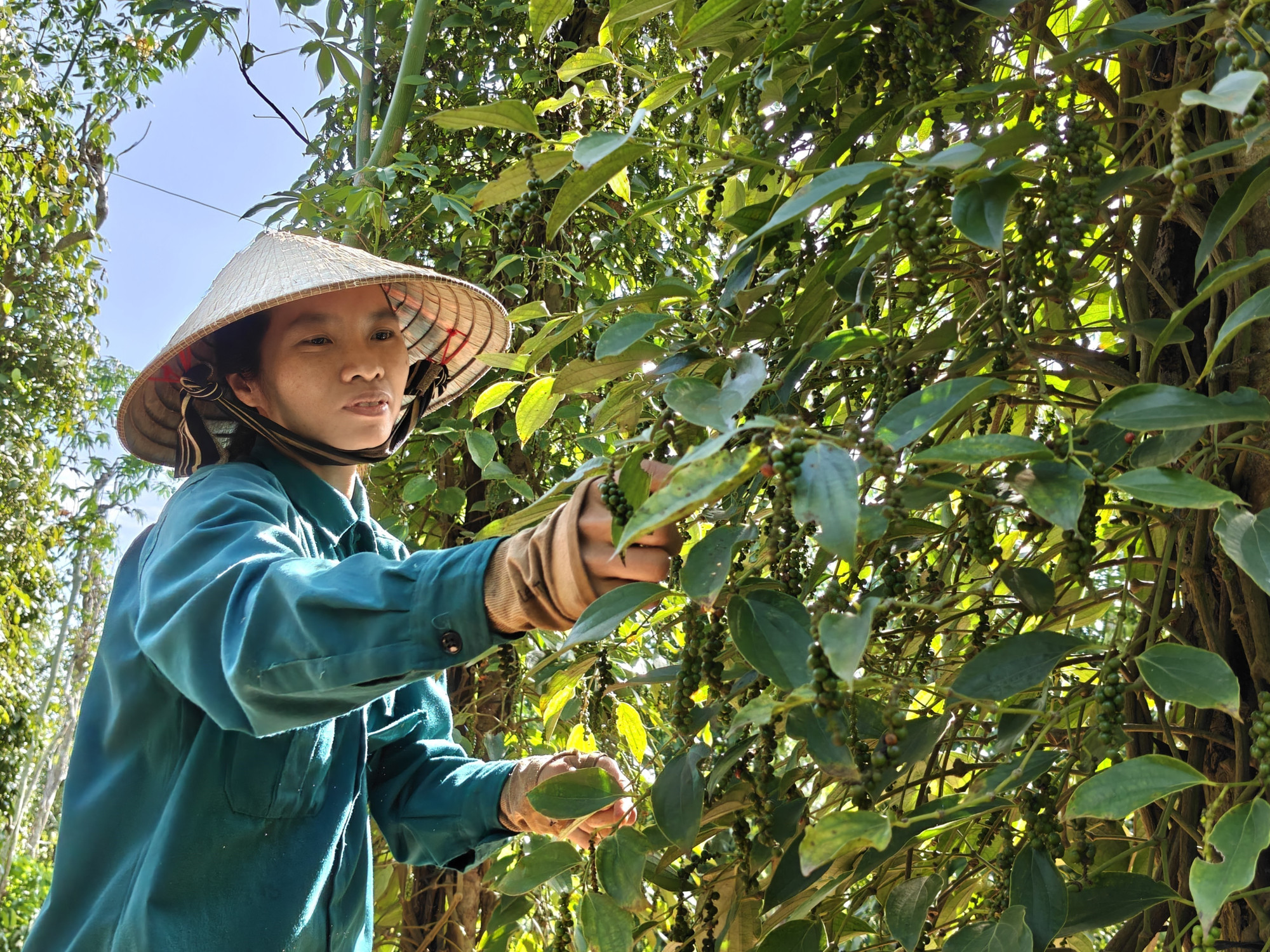 Gia đình chị Đỗ Thị Liên ở xã Lộc Quang trồng tiêu hữu cơ mang lại nguồn thu bền vững.