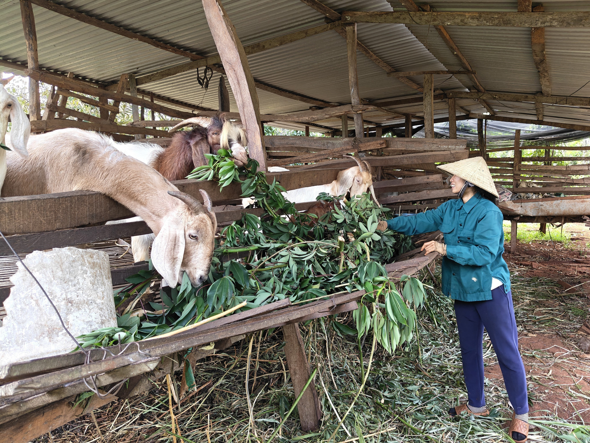 Tại xã Lộc Quang, gia đình chị Đỗ Thị Liên kết hợp nuôi dê lấy chất thải trồng tiêu.