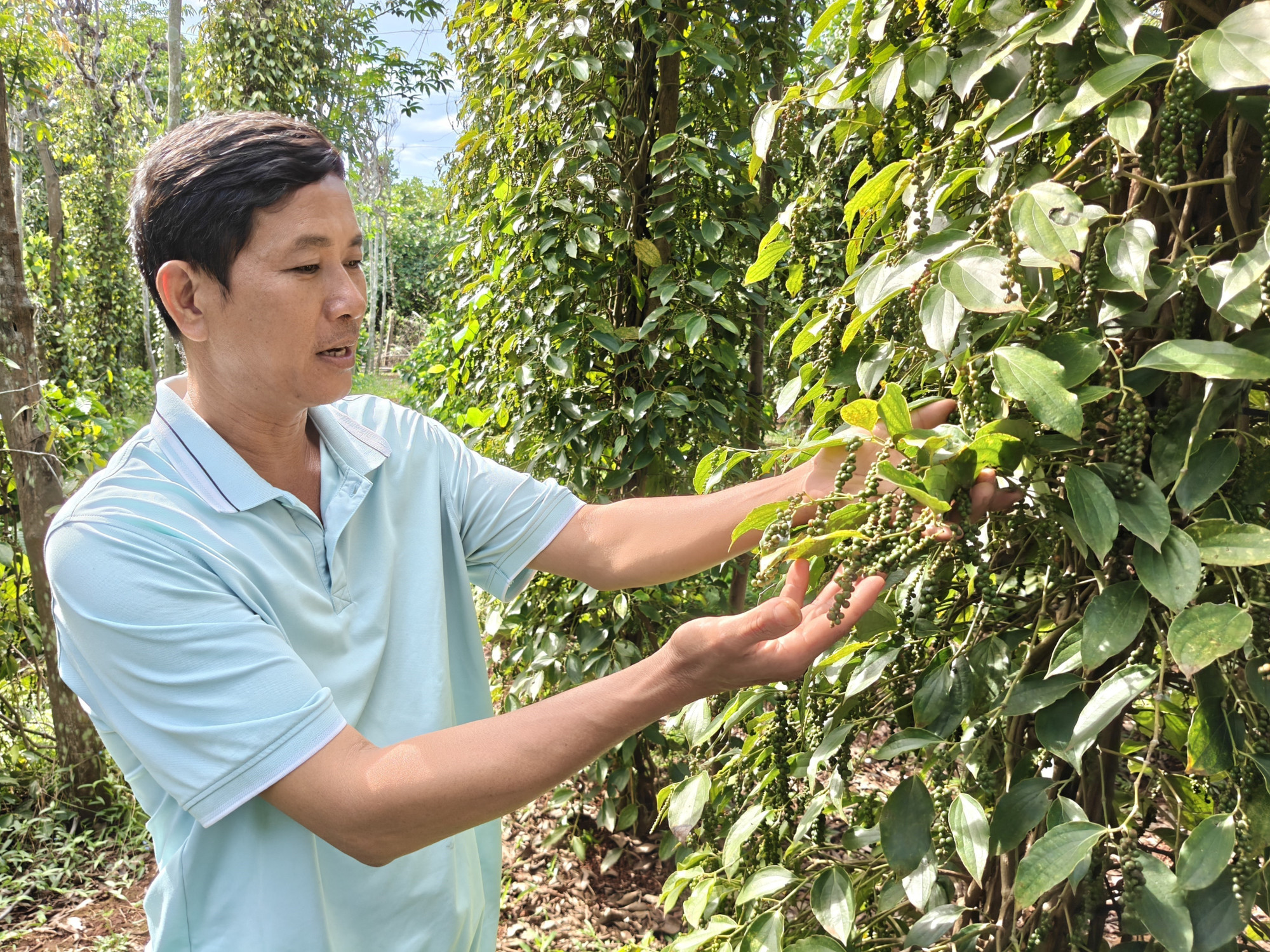 Ông Phạm Thành Chung, Giám đốc Hợp tác xã Hồ tiêu hữu cơ Lộc Quang hướng người dân canh tác tiêu sạch.