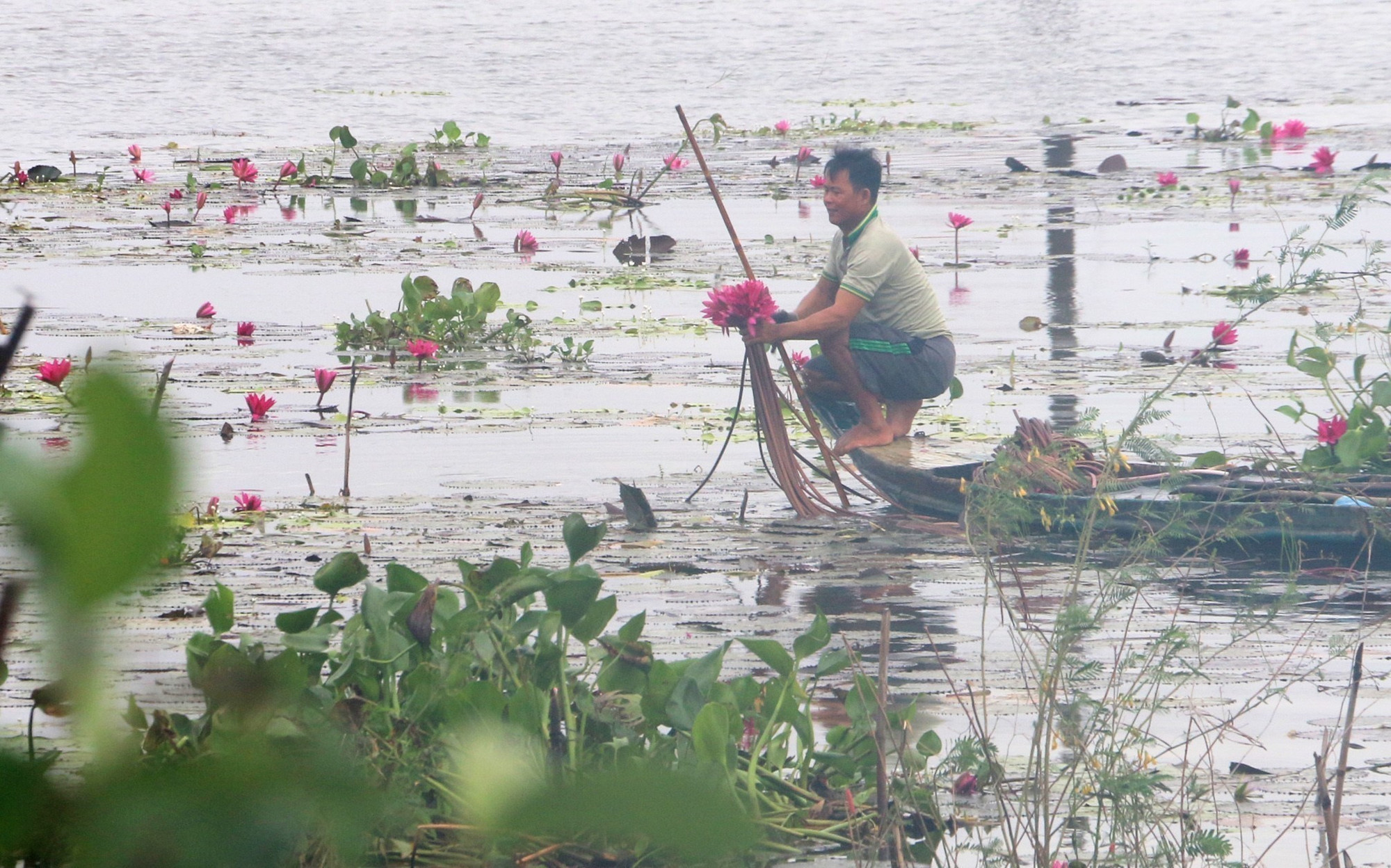 Người dân phường Thới Sơn (tỉnh An Giang) băng đồng hái bông súng &quot;ma&quot; mùa nước nổi.