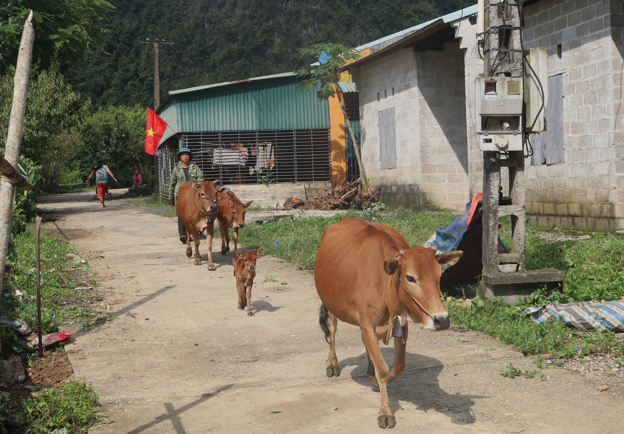 Gia đình anh Ngô Văn Dình chăn nuôi bò để tăng thu nhập. Gia đình anh Ngô Văn Dình chăn nuôi bò để tăng thu nhập.