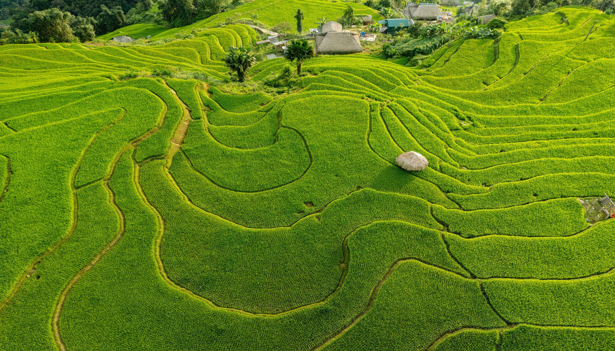 Ruộng bậc thang Xà Phìn tại xã Thanh Thủy (Tuyên Quang) dưới nắng thu. tay-con-linh-tuyen-quang-1.jpg