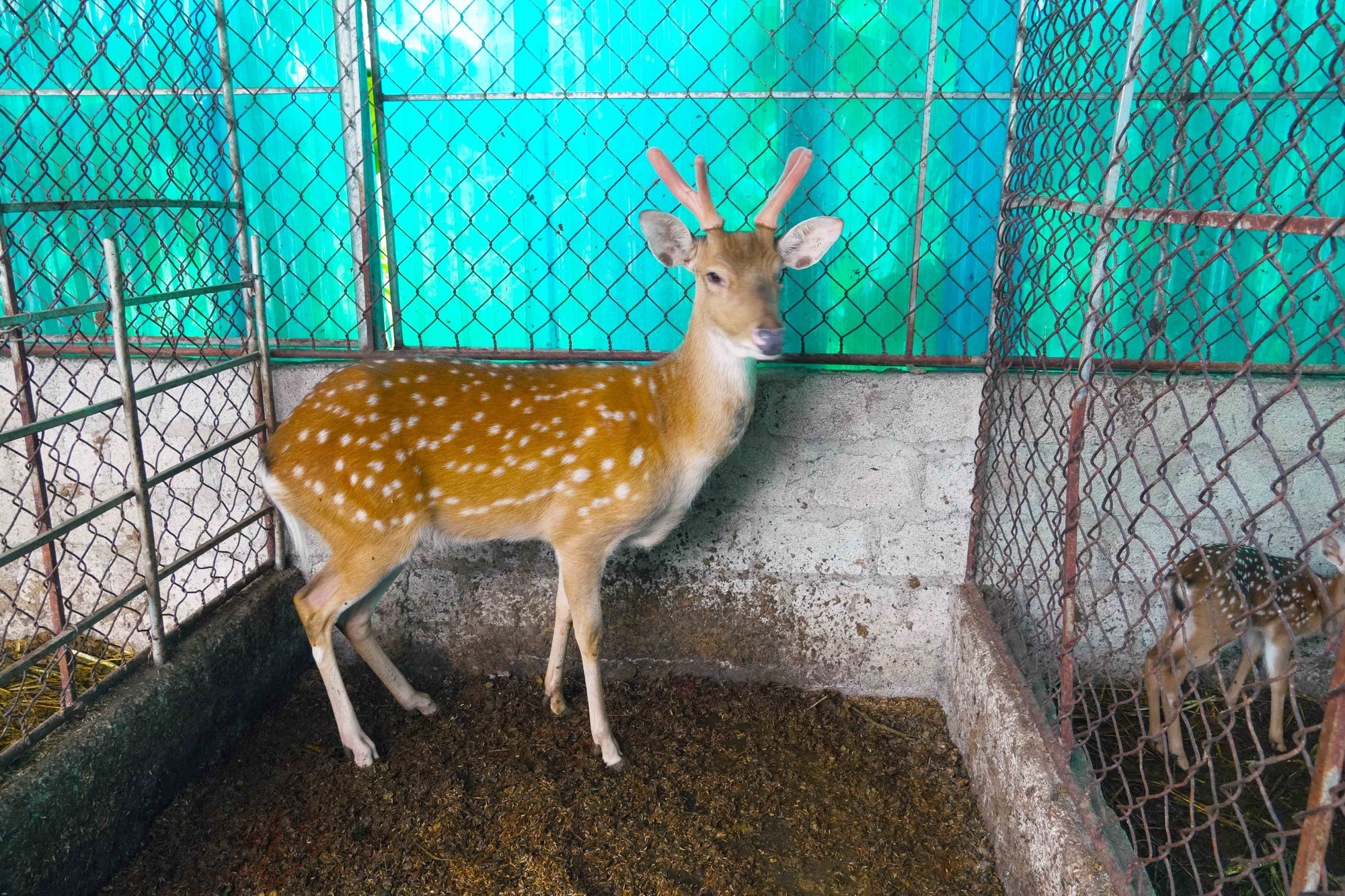 Hươu sao trưởng thành đang vào giai đoạn cho nhung.