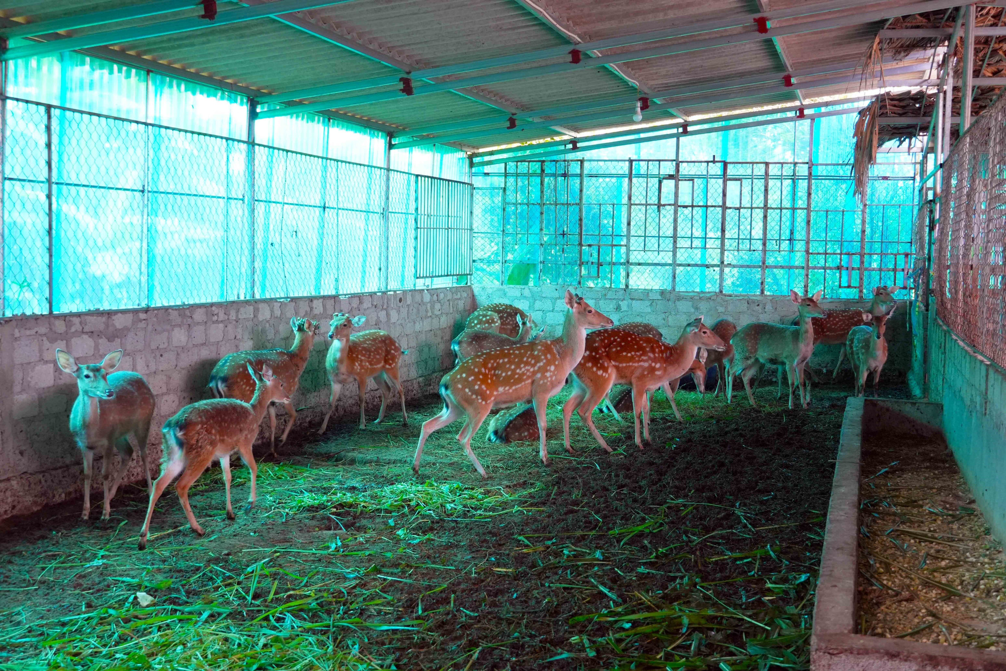 Đàn hươu giống tại Trang trại nhung hươu Việt (xã Tứ Mỹ).