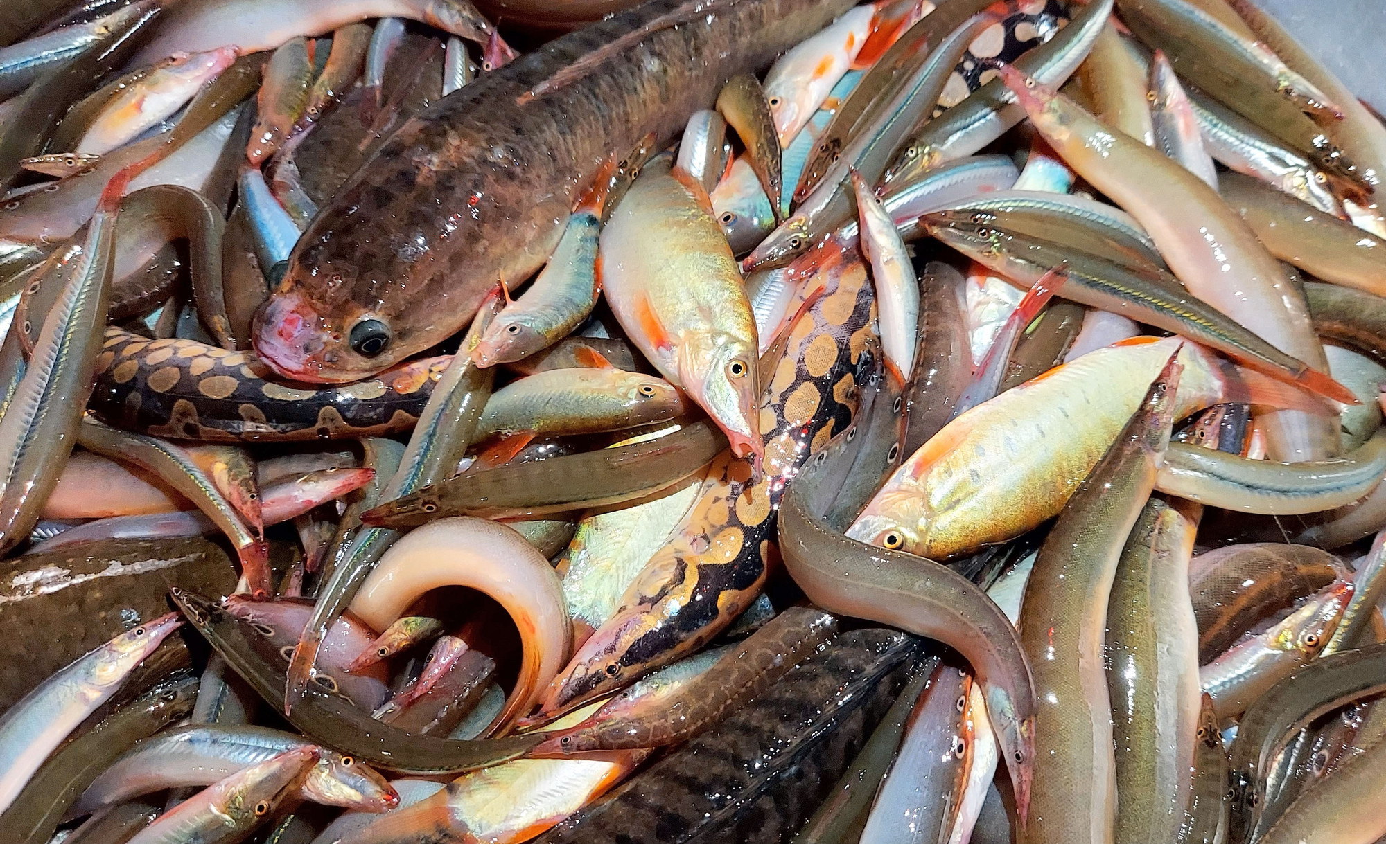 Những mớ cá tự nhiên do người dân đánh bắt được trên cánh đồng lũ ở An Giang được bán tại &quot;chợ ma&quot; Tha La.