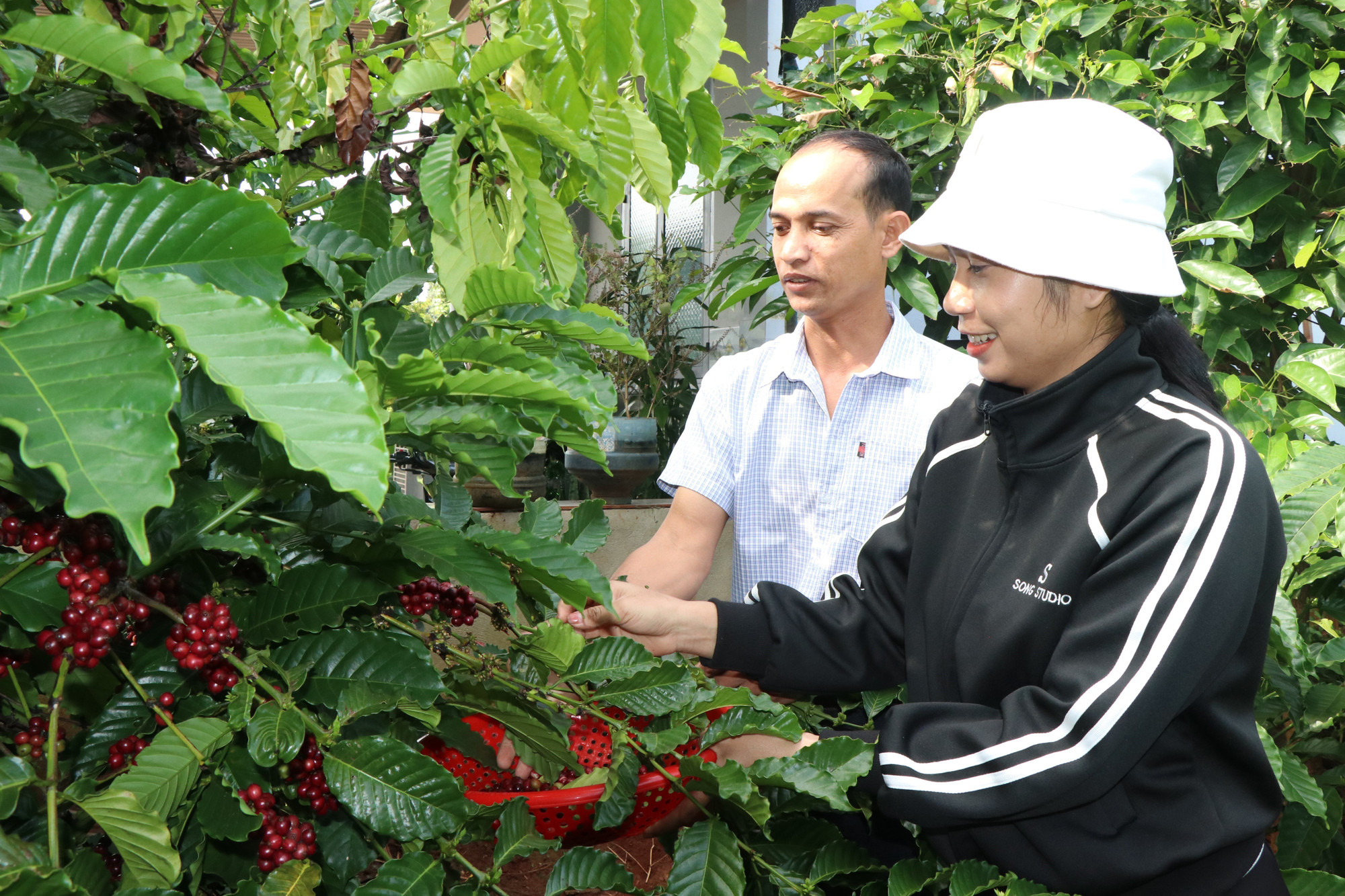 Đảng viên trẻ H’Lễ Buôn Krông (sinh năm 1999, dân tộc Ê Đê) tại phường Ea Kao, tỉnh Đắk Lắk tích cực phát triển kinh tế gia đình.