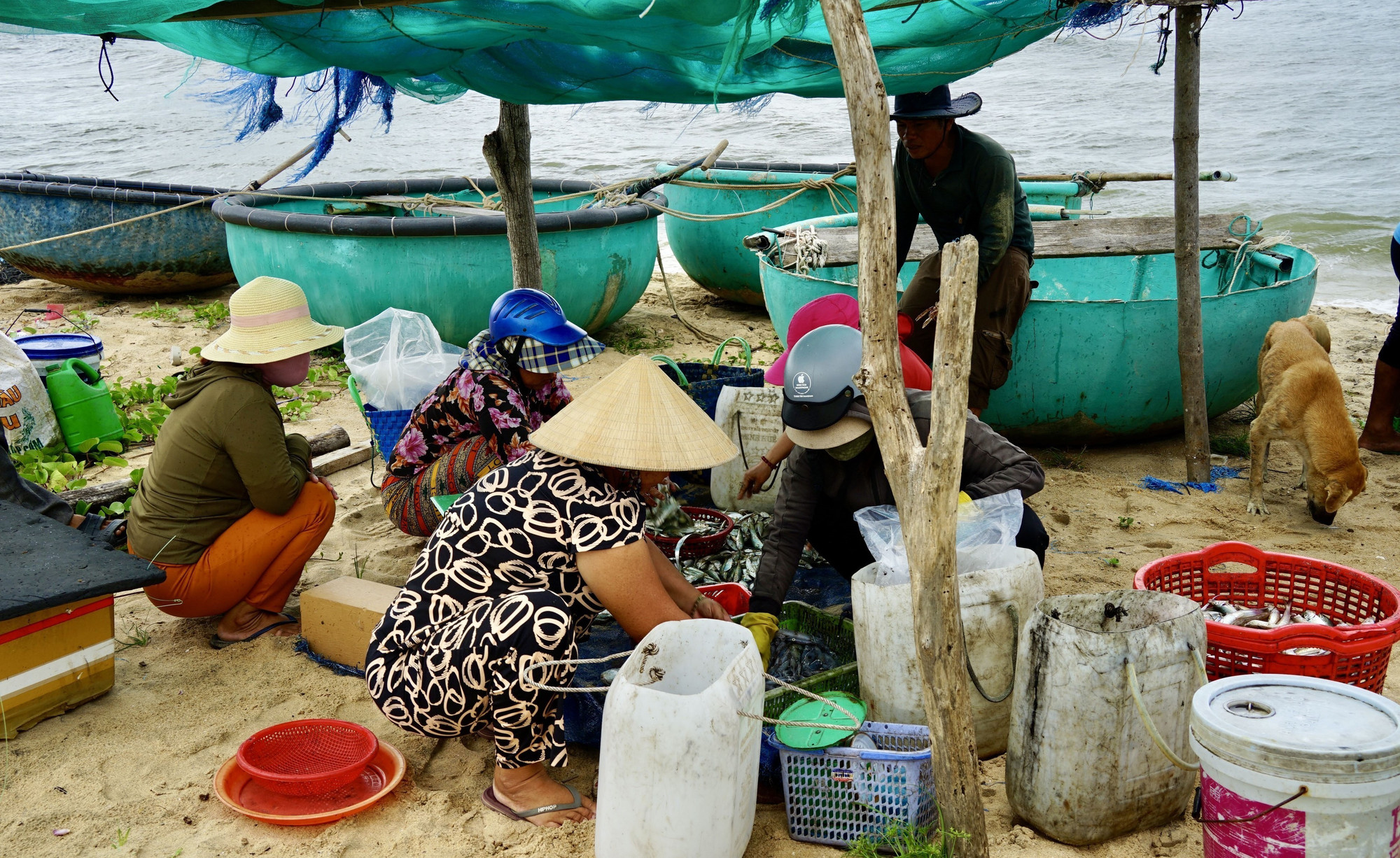 Hải sản được thương lái thu mua ngay tại bờ sau khi thuyền thúng cập bờ. Hải sản được thương lái thu mua ngay tại bờ sau khi thuyền thúng cập bờ.
