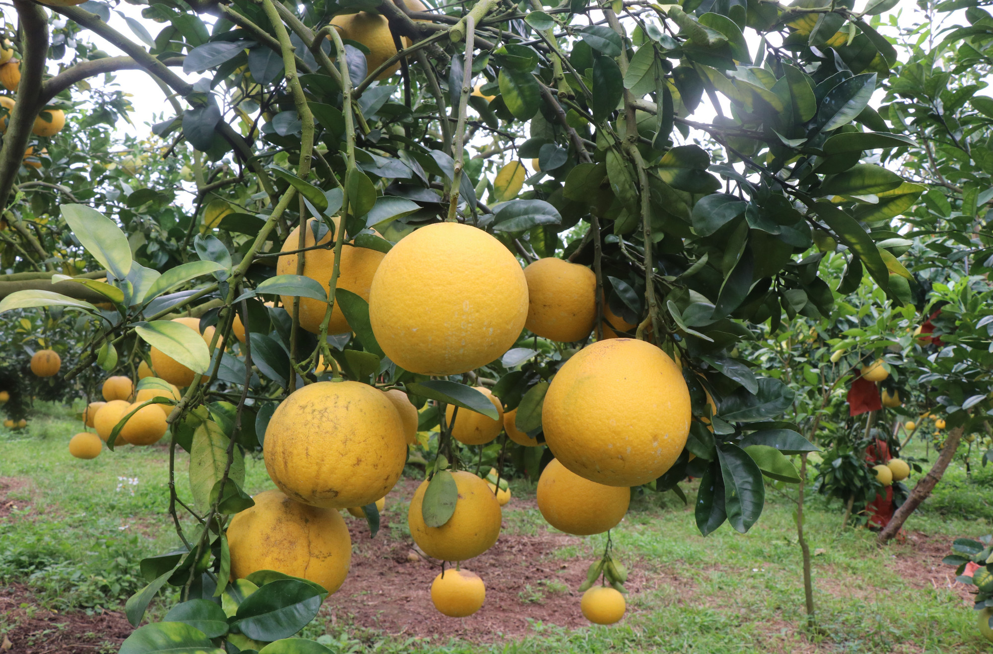 Những cành bưởi vàng ươm, trĩu quả báo hiệu một năm bội thu. Ảnh: Thanh Thương/TTXVN