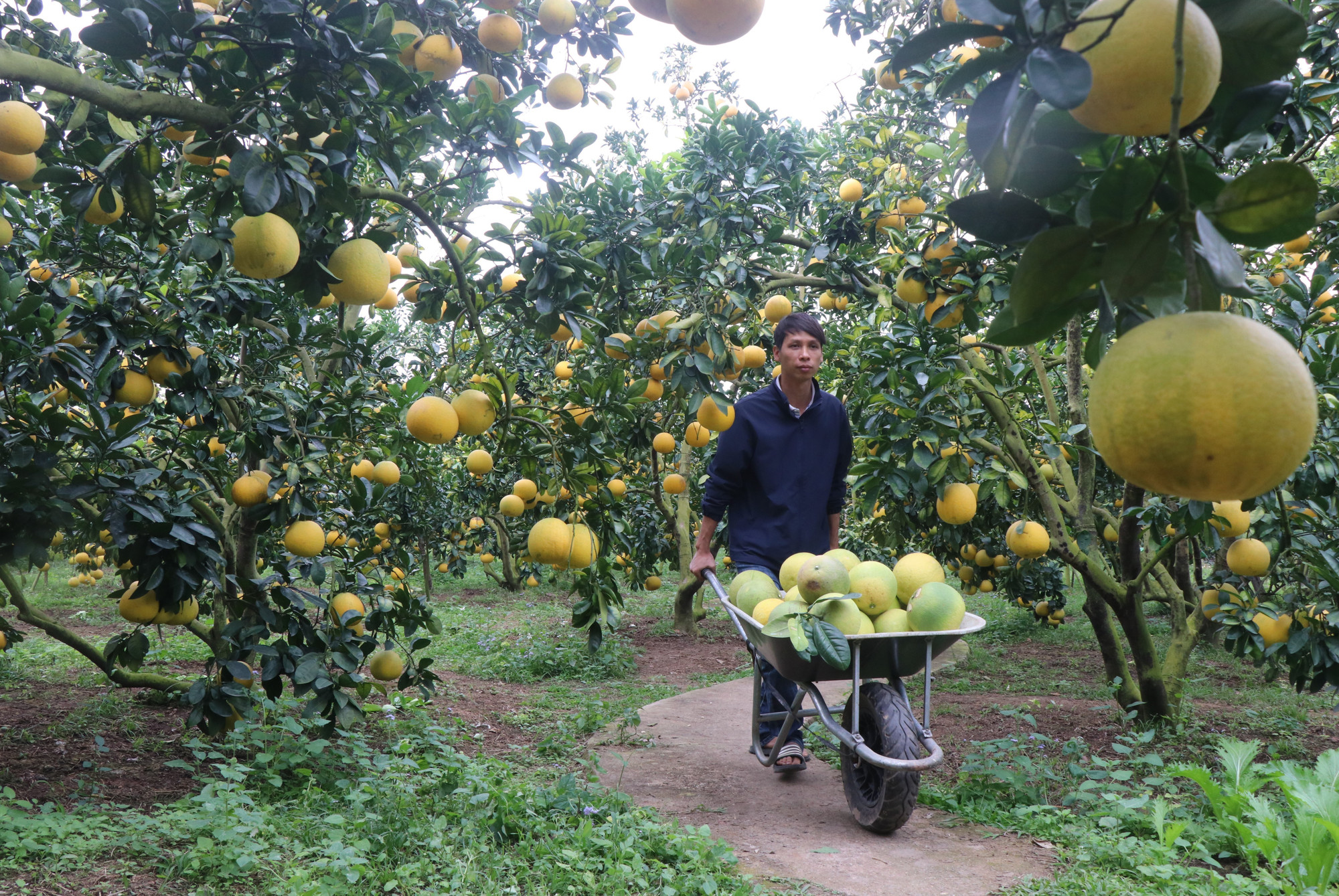Nông dân phường Chũ, tỉnh Bắc Ninh, phấn khởi thu hoạch bưởi. Ảnh: Thanh Thương/TTXVN