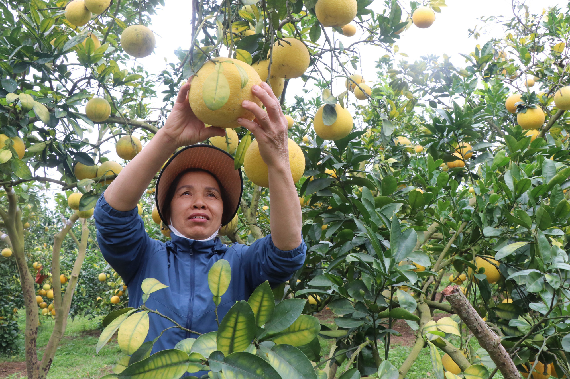 Chủ vườn bưởi tại phường Chũ, tỉnh Bắc Ninh phấn khởi thu hoạch bưởi. Ảnh: Thanh Thương/TTXVN