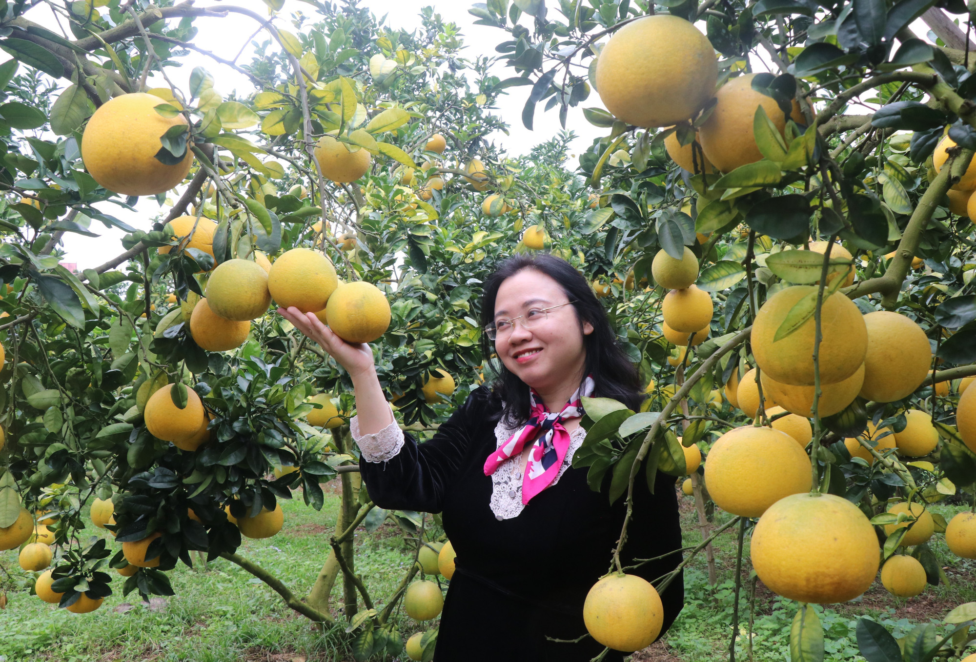 Du khách tham quan vườn bưởi tại phường Chũ, tỉnh Bắc Ninh. Ảnh: Thanh Thương/TTXVN