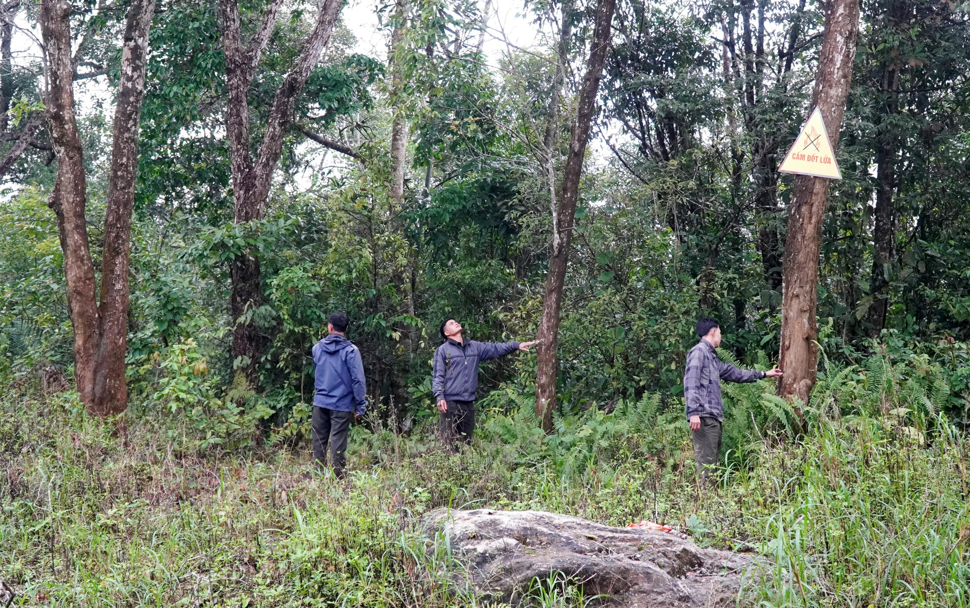 Tổ cộng đồng bảo vệ rừng thôn Làng Ren, xã Minh Long phối hợp với Trạm quản lý, bảo vệ rừng khu vực xã Minh Long tuần tra, bảo vệ diện tích rừng được giao, khoán.