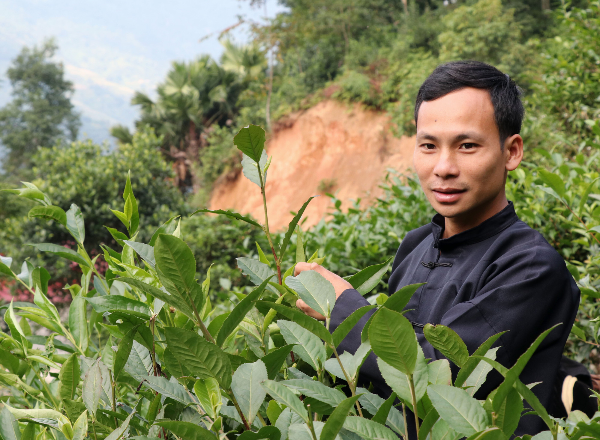 Lý Đức Dân, hàng trai người Tày đam mê khởi nghiệp với chè Shan tuyết trên đỉnh Tây Côn Lĩnh (Tuyên Quang). Ảnh: Đức Thọ/TTXVN