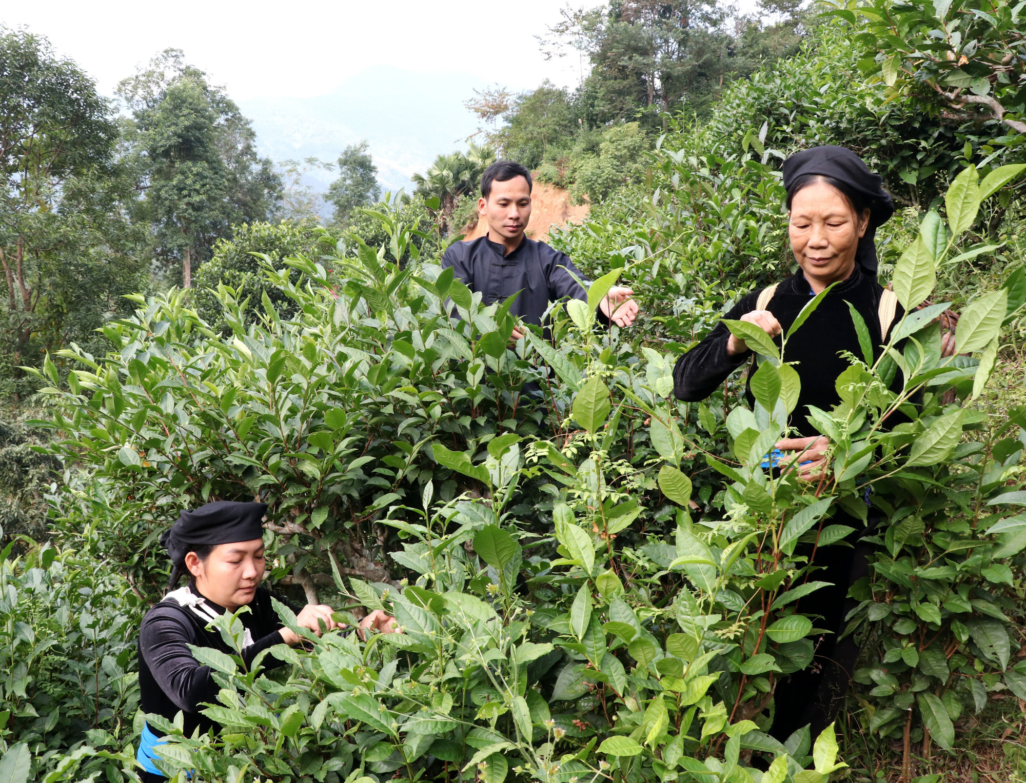 Lý Đức Dân, hàng trai người Tày đam mê khởi nghiệp với chè Shan tuyết trên đỉnh Tây Côn Lĩnh (Tuyên Quang). Ảnh: Đức Thọ/TTXVN