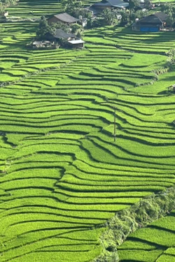 Sapa mùa lúa xanh: Bình yên nép giữa thung lũng mây 