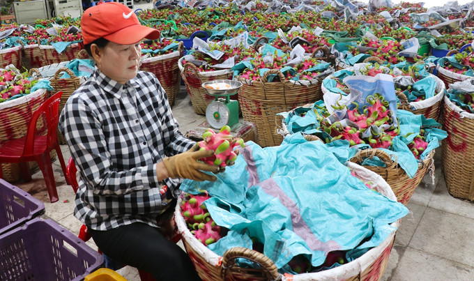 Phân loại thanh long tại vựa thu mua ở xã Quơn Long, huyện Chợ Gạo, tỉnh Tiền Giang. Ảnh: Đức Tâm/TTXVN thanh-long-8625-10.jpg