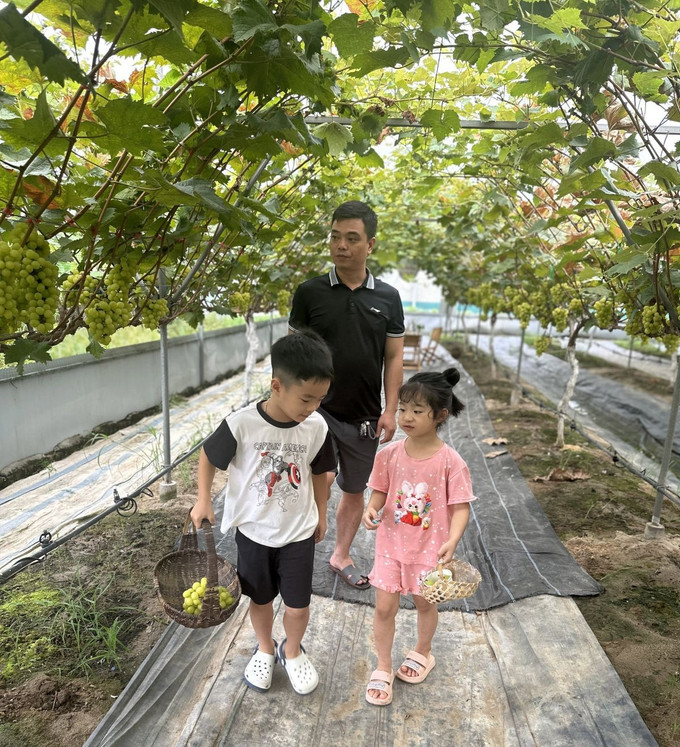 Du khách tham quan trải nghiệm tại vườn nho của nông trại Đào Gia Trang, xã Vĩnh Tường, tỉnh Phú Thọ. Ảnh: Nguyễn Thảo/TTXVN Du khách tham quan trải nghiệm tại vườn nho của nông trại Đào Gia Trang, xã Vĩnh Tường, tỉnh Phú Thọ. Ảnh: Nguyễn Thảo/TTXVN