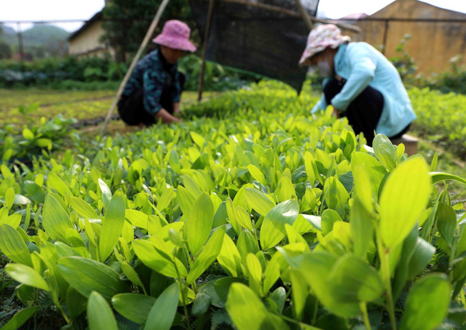 Công nhân của Công ty TNHH MTV Lâm nghiệp Yên Sơn (xã Trung Sơn, huyện Yên Sơn, tỉnh Tuyên Quang) chăm sóc cây giống keo lai bằng phương pháp nuôi cấy mô tại vườn ươm của công ty. Ảnh: Vũ Sinh/TTXVN tuyen-quang-4625-11.jpg