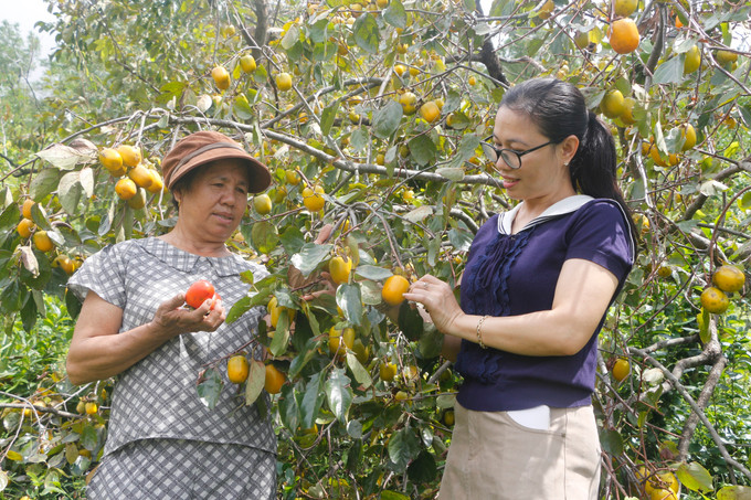 Nhiều hộ trồng hồng xã Đại Huệ đã nỗ lực dọn dẹp, thu hái quả, chằng chống cây để đón khách đến check in, trải nghiệm vườn hồng sau bão. Ảnh: Bích Huệ/TTXVN du-lich-nghe-an-171025-12.jpg