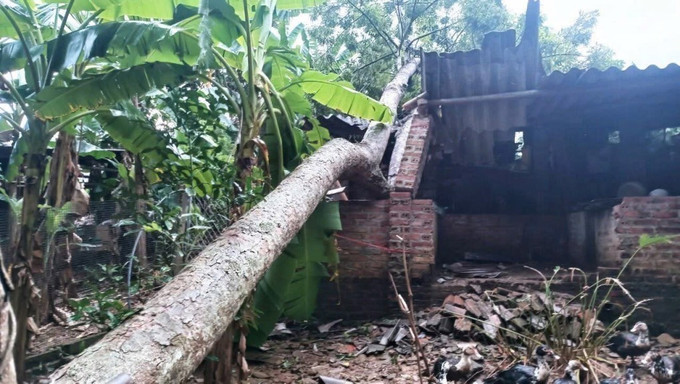 Một số nhà dân bị cây lớn gãy đổ, đè vào nhà và công trình phụ. Ảnh: TTXVN phát cao-bang-19725-12.jpg