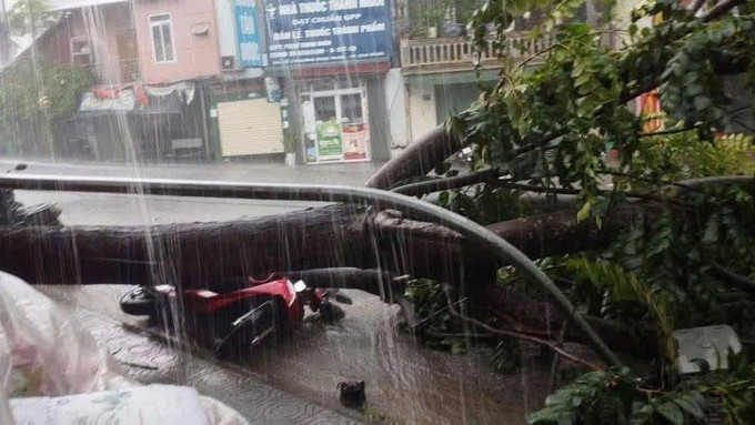 Một chiếc xe máy của người dân ở phường Nùng Trí Cao bị cây đổ đè trúng. Ảnh: TTXVN phát cao-bang-19725-10.jpg
