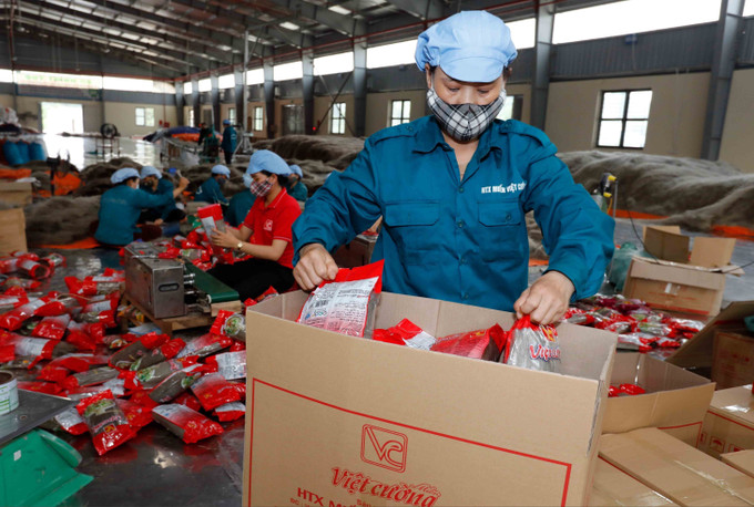 HTX Miến Việt Cường, Đồng Hỷ, Thái Nguyên với 50 thành viên, trên 30 lao động thường xuyên chuyên sản xuất miến các loại tiêu thụ trong nước và xuất khẩu. Ảnh: Trần Việt/TTXVN thai-nguyen-15625-12.jpg