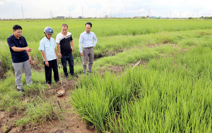 Mặc dù chính quyền địa phương đã có nhiều văn bản chỉ đạo, đồng thời tuyên truyền, nhắc nhở nhưng tình trạng bẫy chuột bằng điện vẫn diễn ra. Ảnh: Thế Duyệt/TTXVN bay-chuot-18925-12.jpg